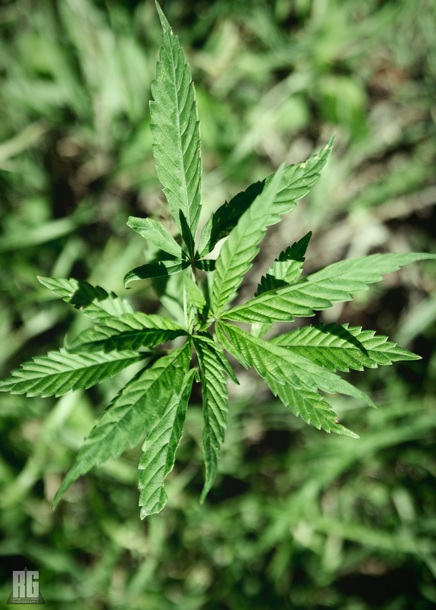 Nikon D3200 sample photo. God's plant photography
