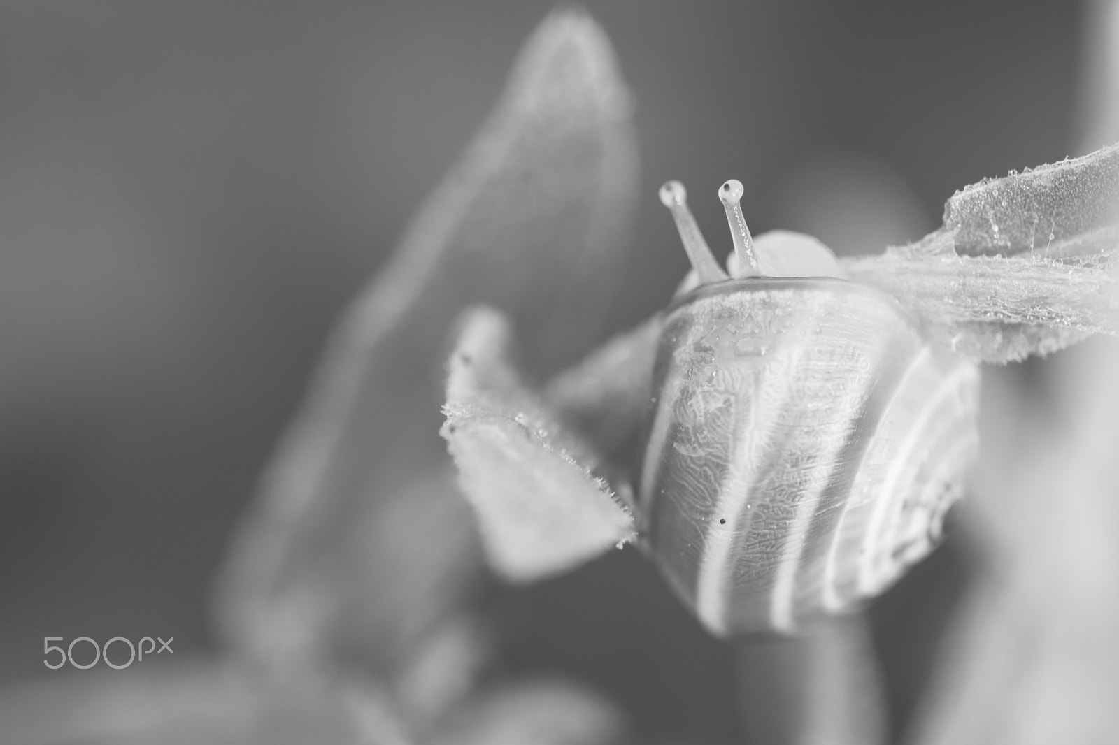 Sigma 150mm F2.8 EX DG Macro HSM sample photo. Looking for good news photography