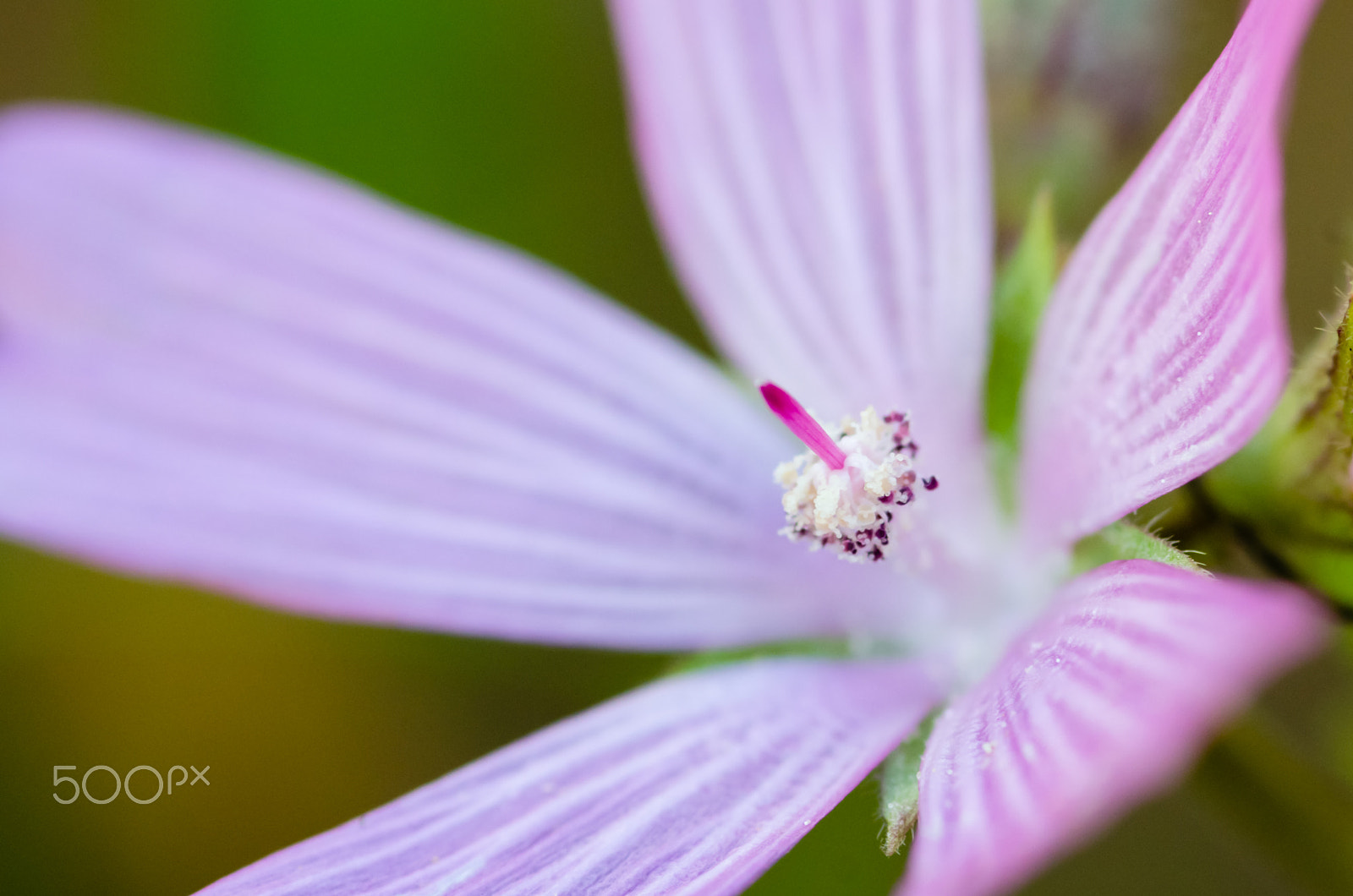 Tokina AT-X Pro 100mm F2.8 Macro sample photo. Stigma and stamen photography