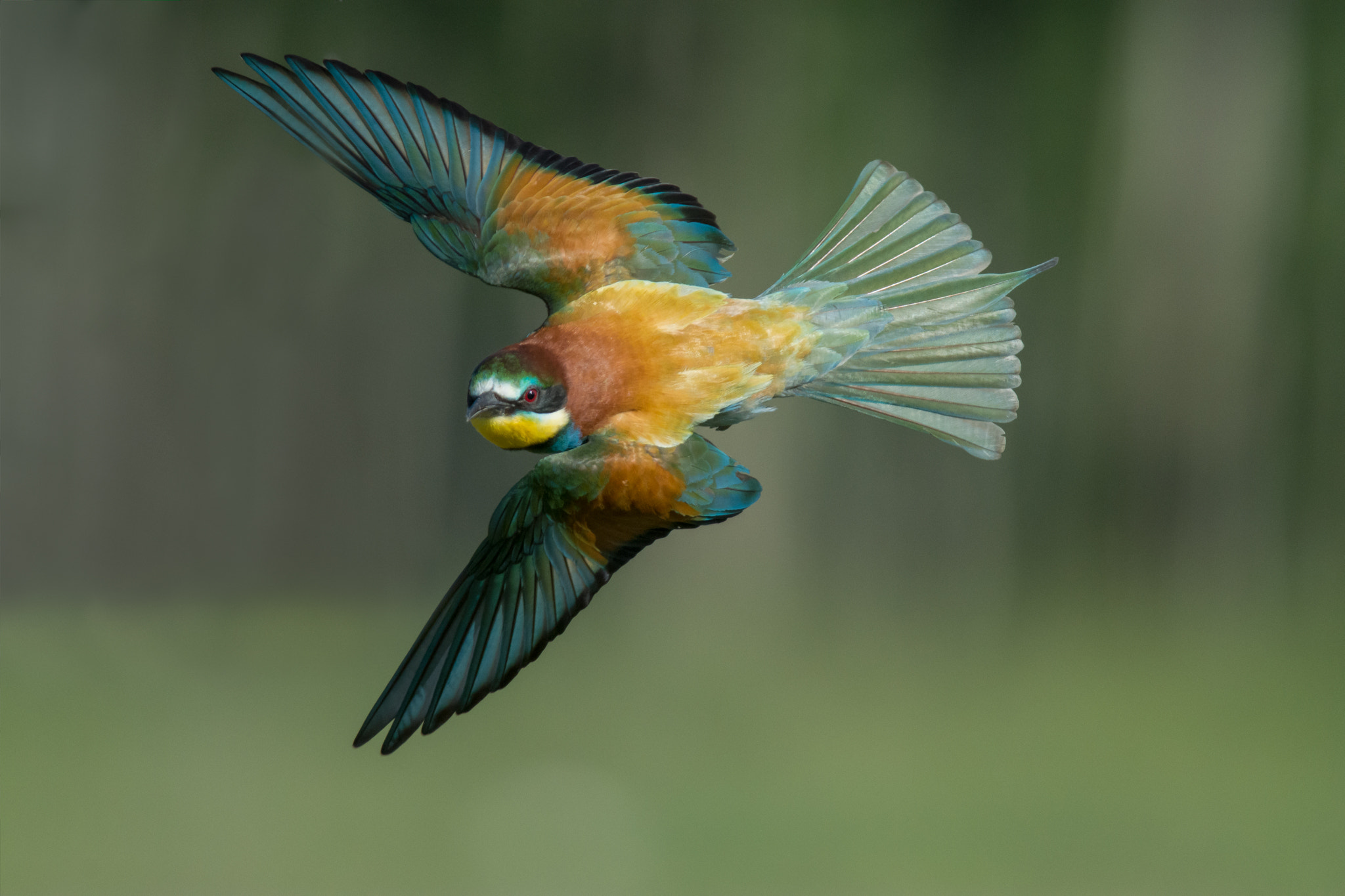 Nikon D7200 + Nikon AF-S Nikkor 300mm F4D ED-IF sample photo. Gruccione photography