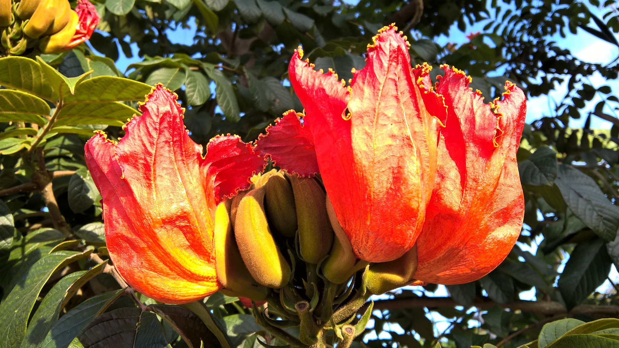 Microsoft Lumia 640 XL sample photo. Naranja photography