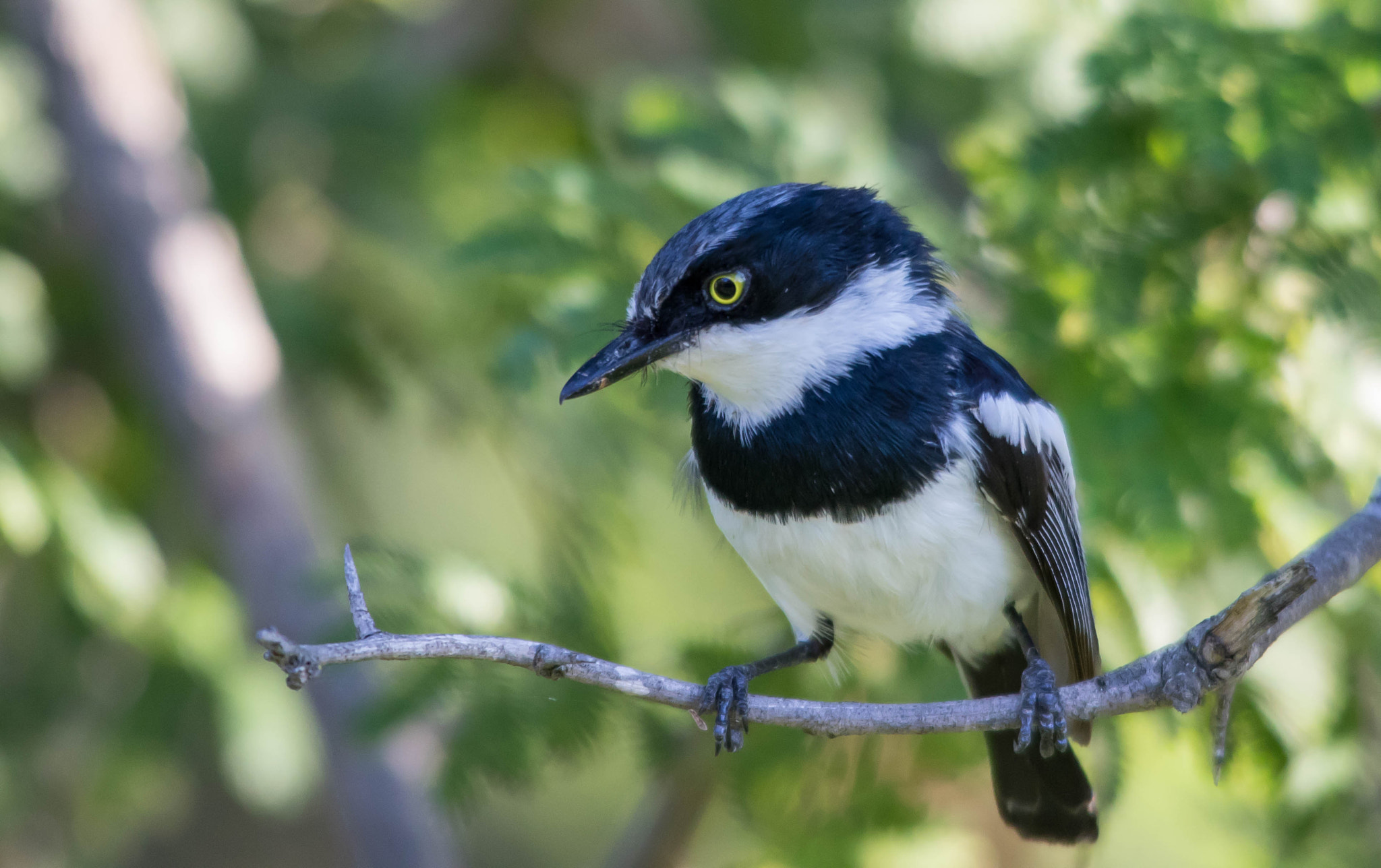 Sigma 150-500mm F5-6.3 DG OS HSM sample photo. Chinspot batis photography