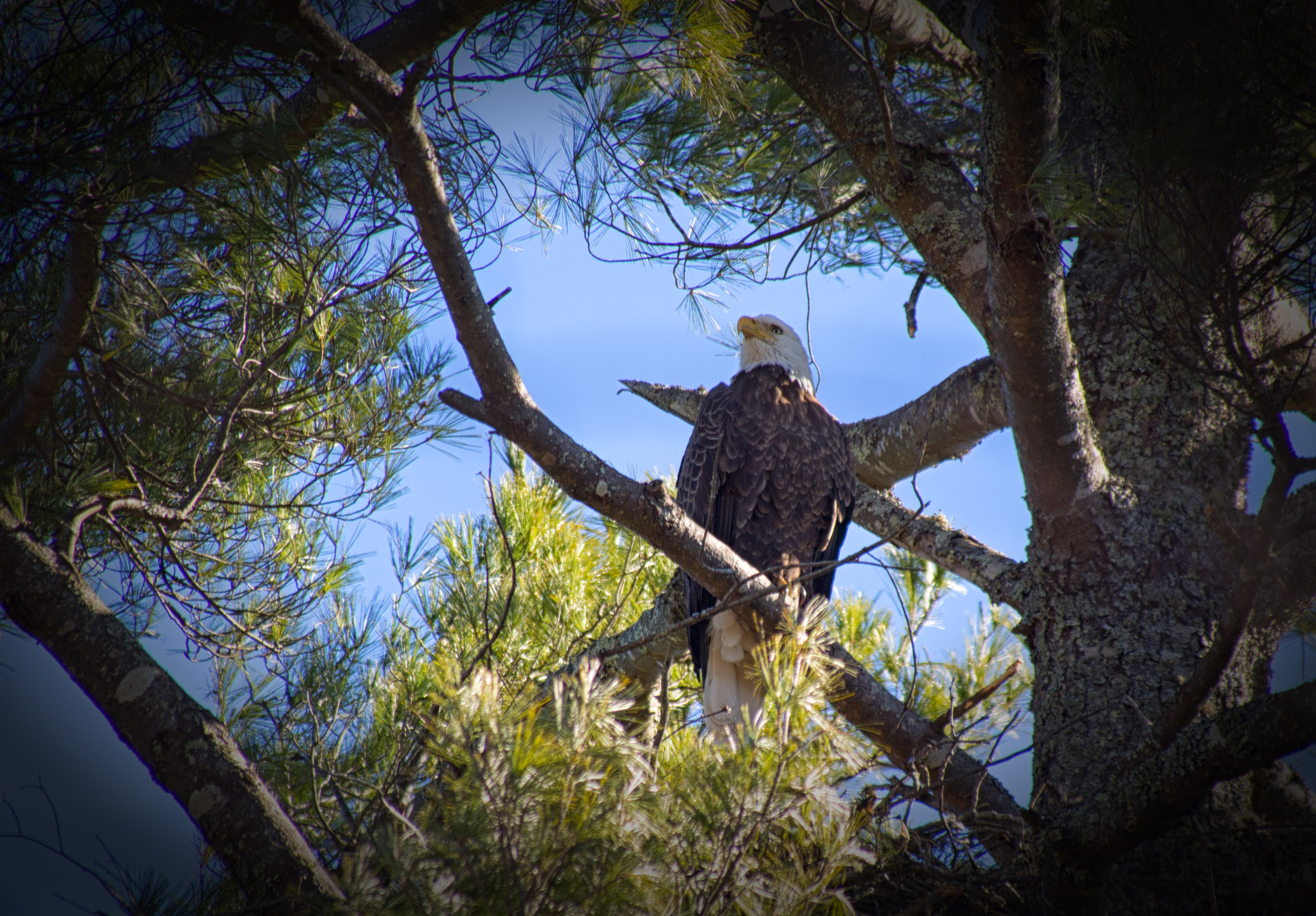 Olympus OM-D E-M5 sample photo. High country bald photography