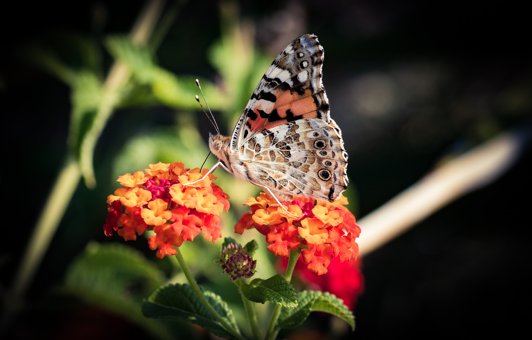 Canon EOS 650D (EOS Rebel T4i / EOS Kiss X6i) + Tamron SP AF 90mm F2.8 Di Macro sample photo. Butterfly photography