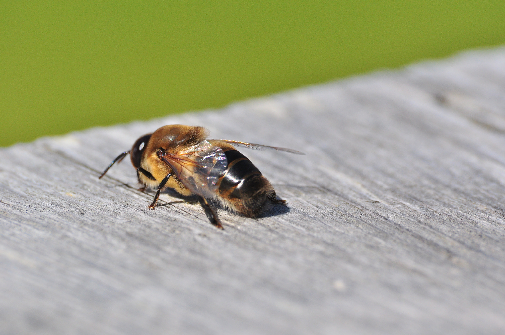 Sigma 70-300mm F4-5.6 APO DG Macro sample photo. Bee photography