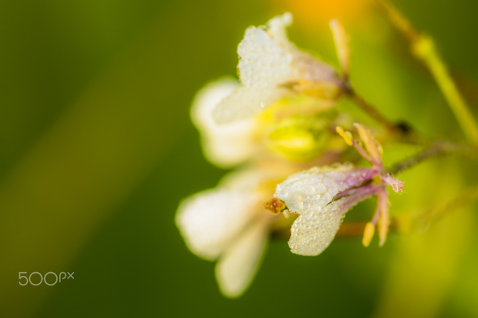 Nikon D3300 + Sigma 150mm F2.8 EX DG Macro HSM sample photo. Dew with sunlight #1 photography