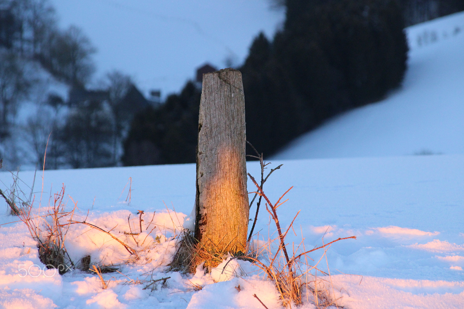 Canon EOS 700D (EOS Rebel T5i / EOS Kiss X7i) + Canon TS-E 90mm F2.8 Tilt-Shift sample photo. Wooden post photography