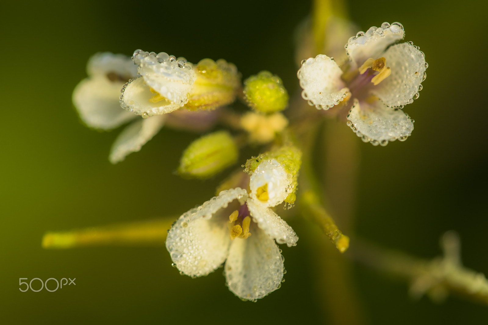 Nikon D3300 + Sigma 150mm F2.8 EX DG Macro HSM sample photo. Dew with sunlight #2 photography