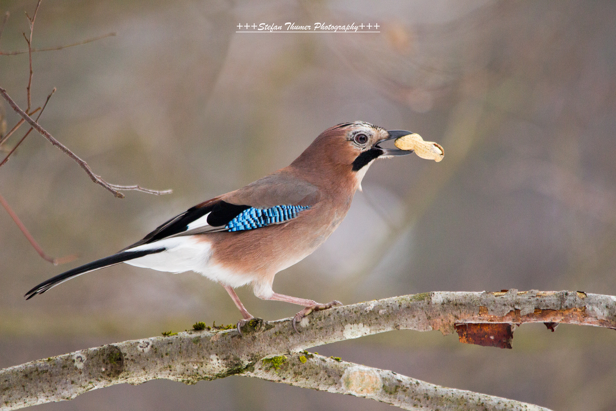 Sigma 150-500mm F5-6.3 DG OS HSM sample photo. Eichelhäher photography