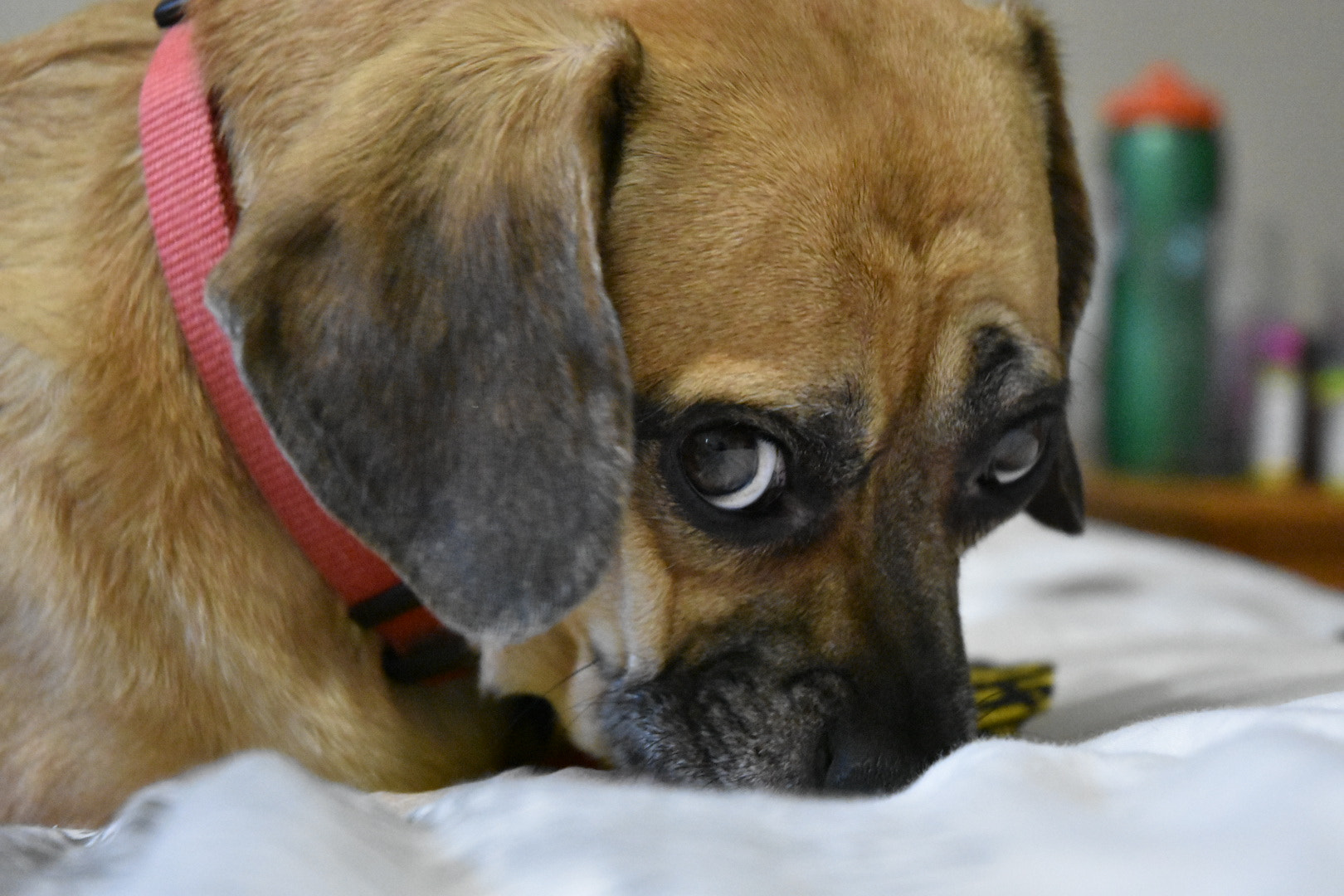 Nikon D3400 sample photo. Molly.2 photography