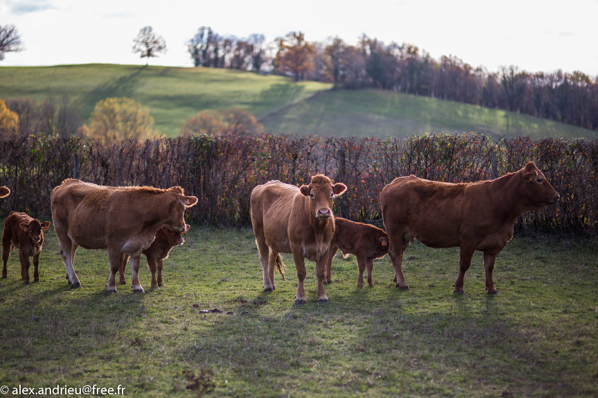 Sigma 85mm F1.4 EX DG HSM sample photo. Lot naturellement photography