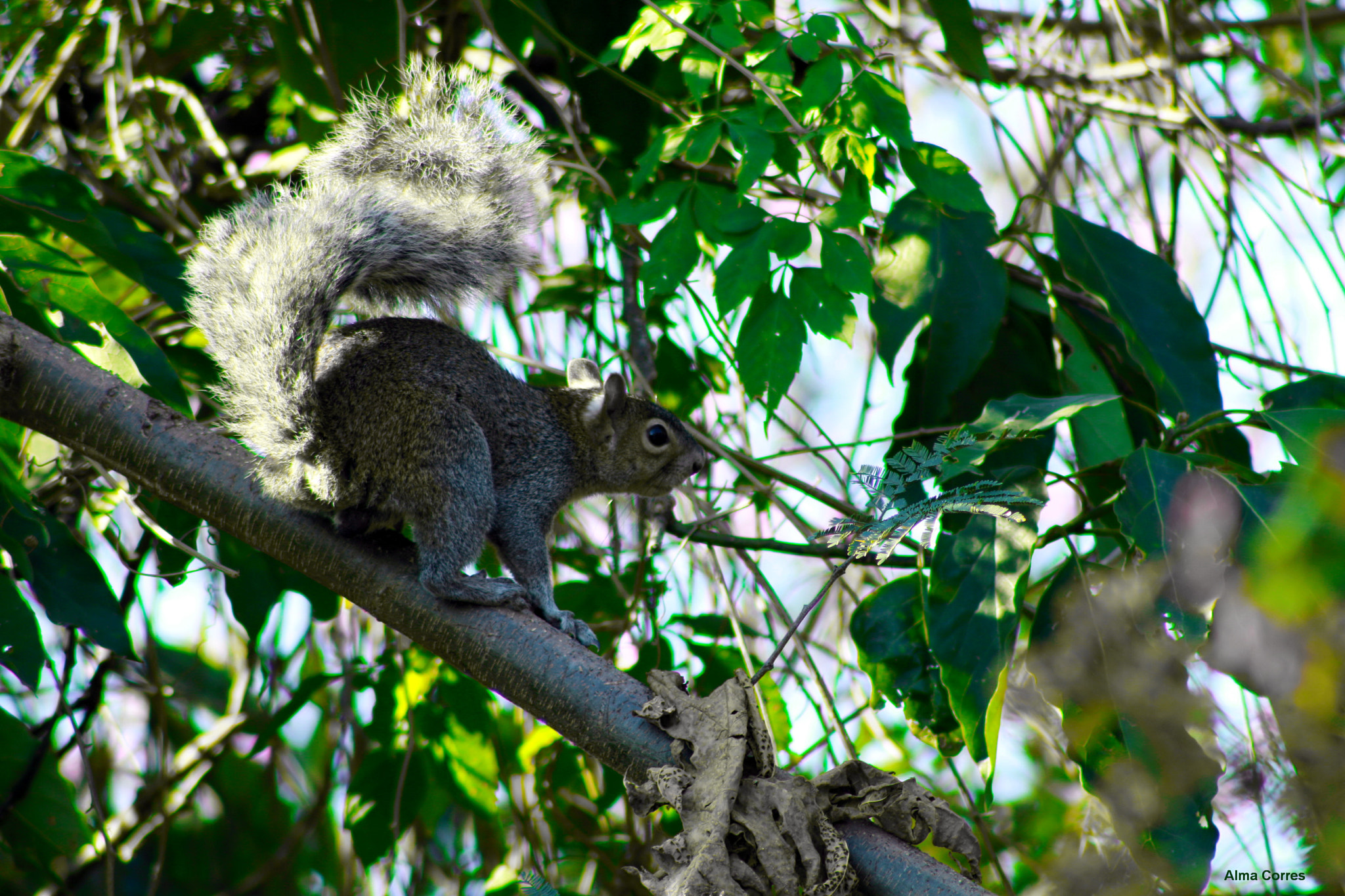 Canon EF 75-300mm f/4-5.6 USM sample photo. Squirrels in my trees photography