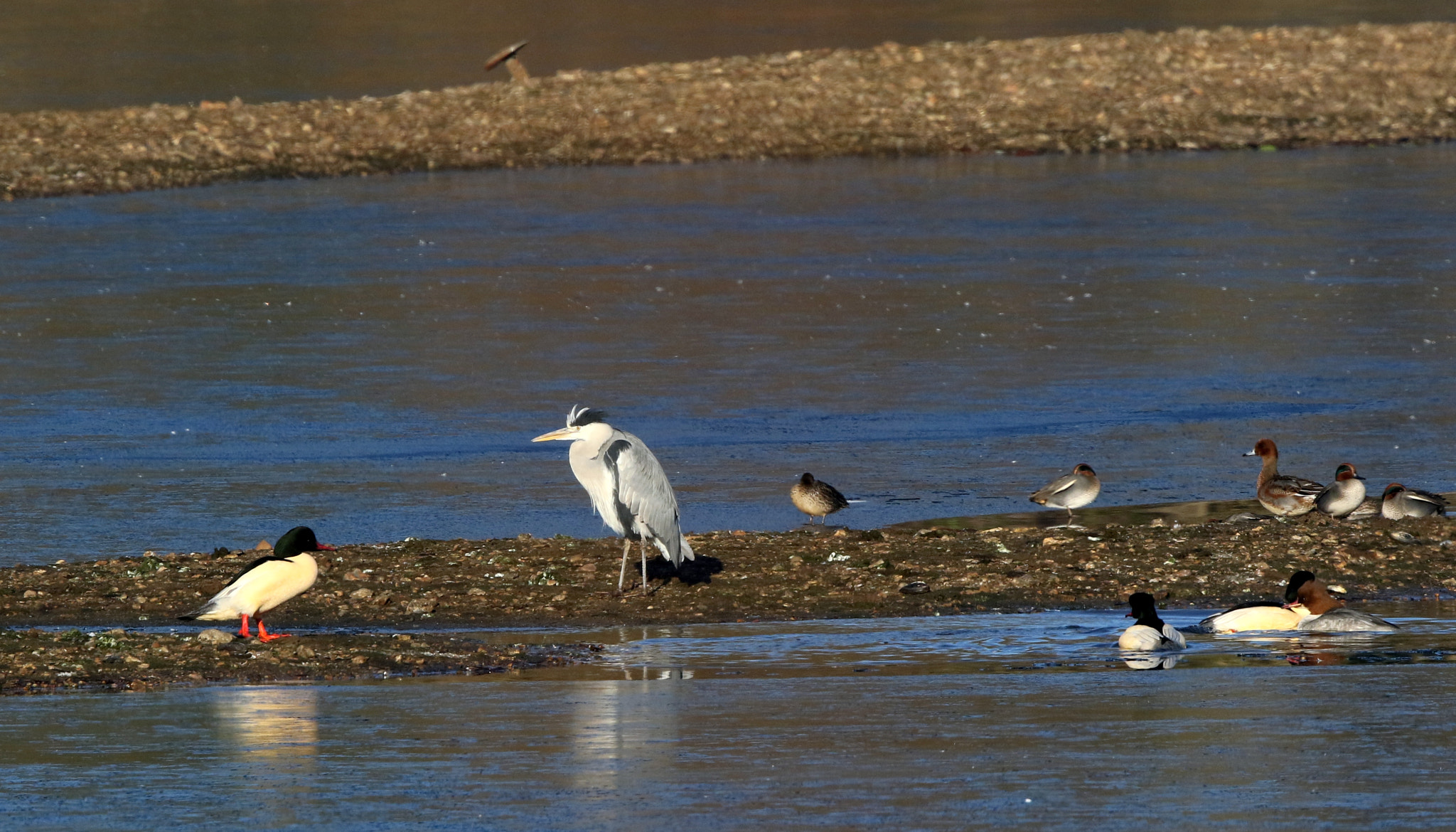 Canon EF 500mm F4L IS II USM sample photo. Grey helon & friends photography