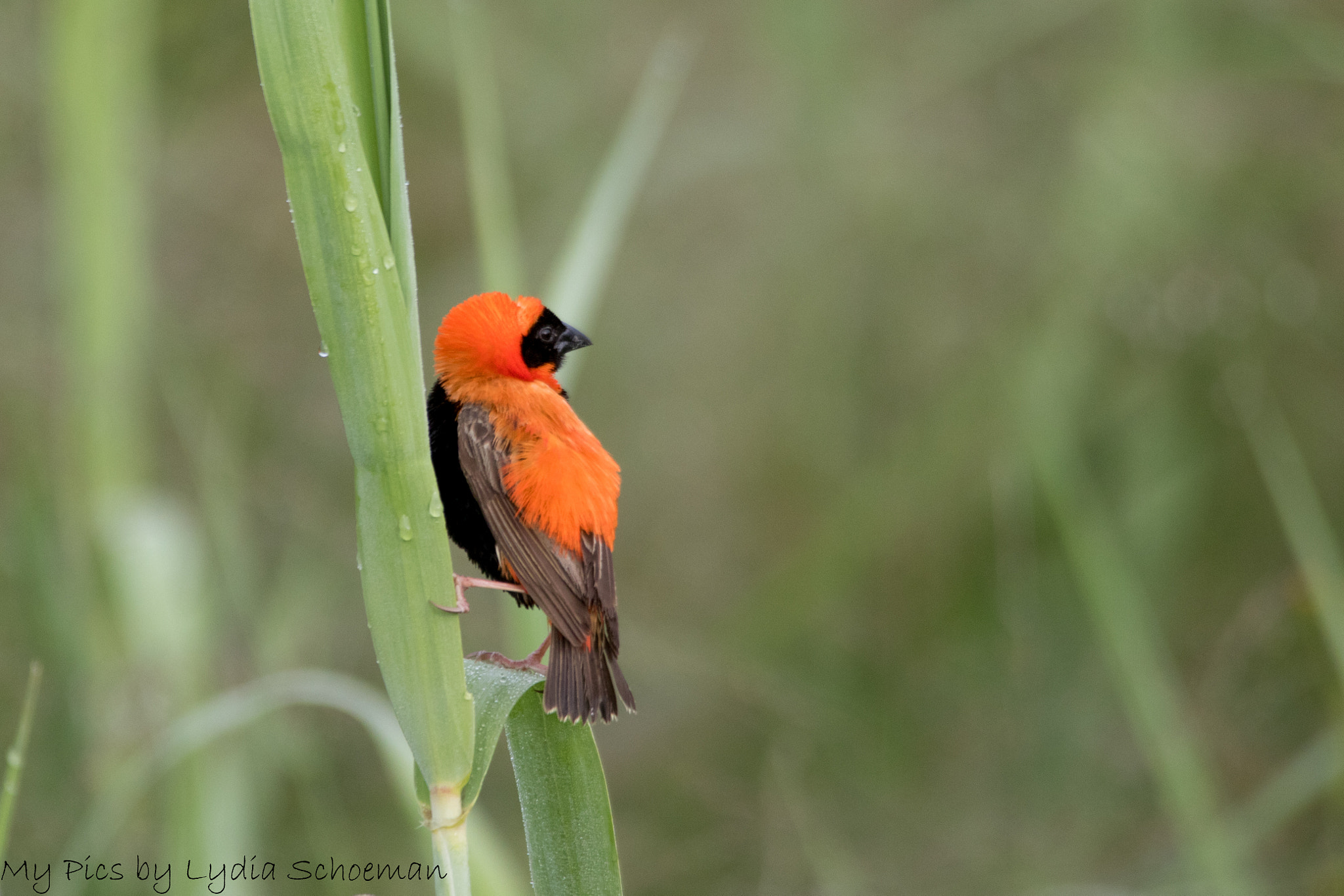 Sigma 150-500mm F5-6.3 DG OS HSM sample photo. Southern red bishop photography