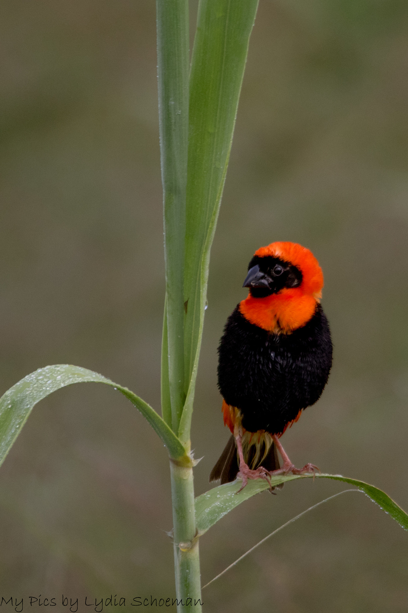 Sigma 150-500mm F5-6.3 DG OS HSM sample photo. Southern red bishop photography