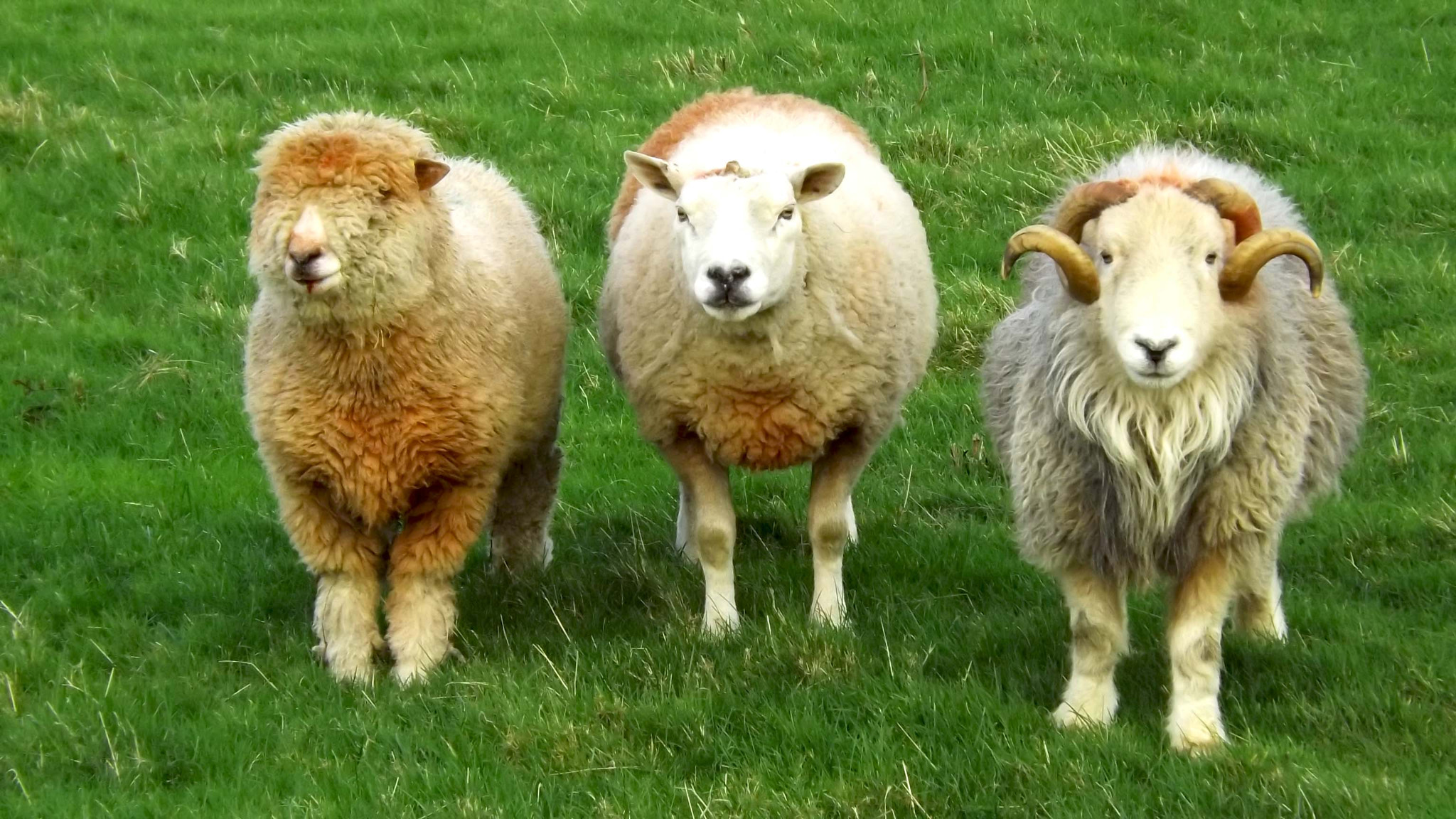 Fujifilm FinePix S4200 sample photo. 3 wise sheep photography