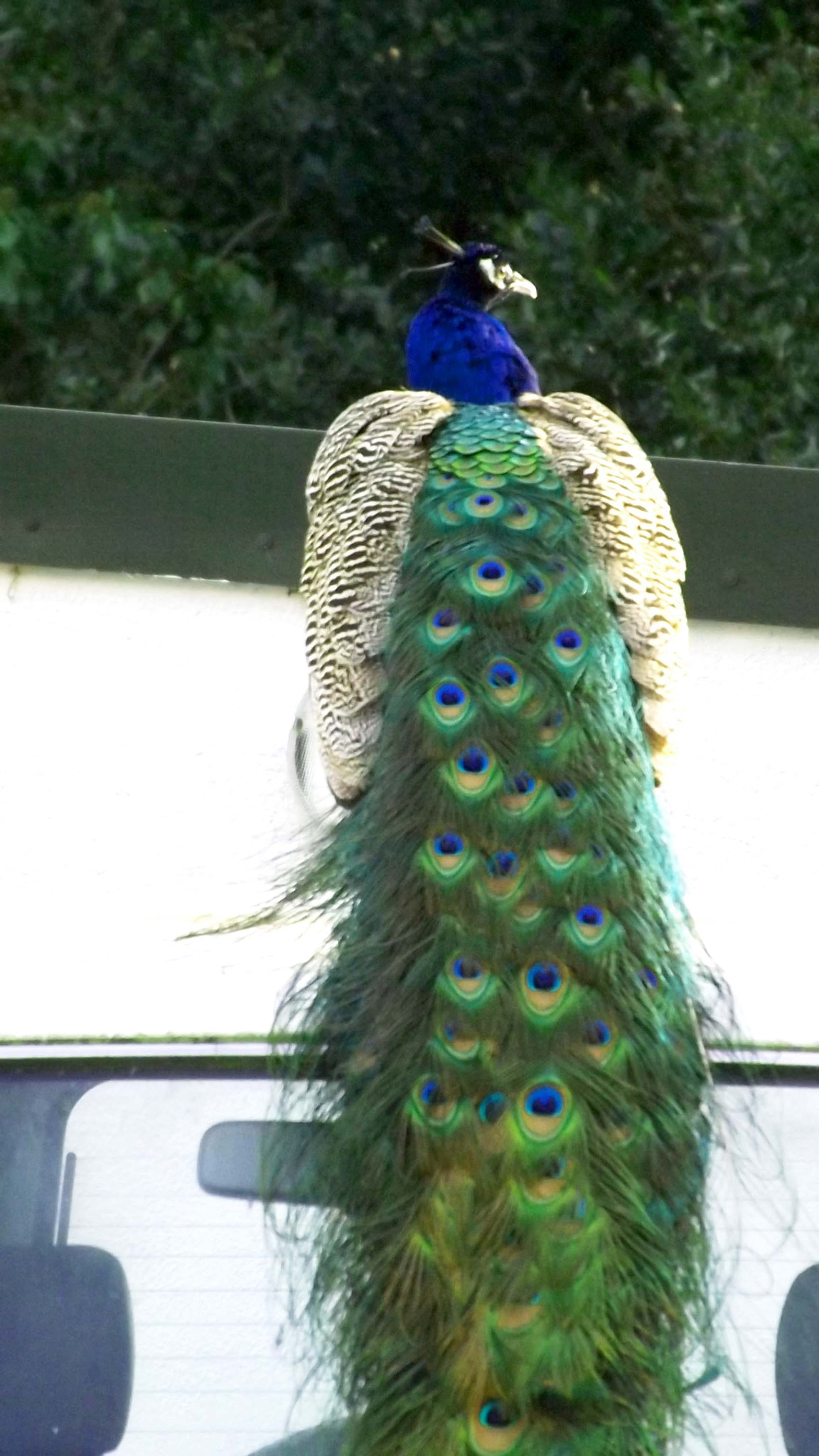 Fujifilm FinePix S4200 sample photo. Majestic peacock photography