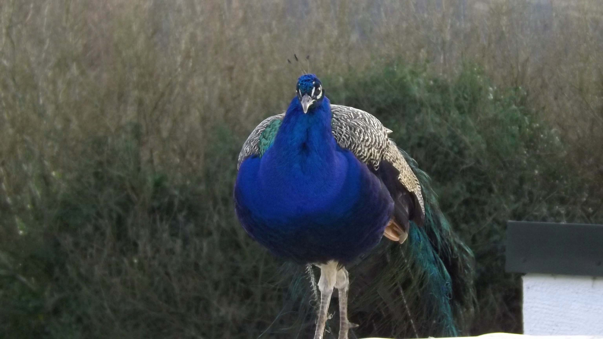 Fujifilm FinePix S4200 sample photo. Peacock puffed photography