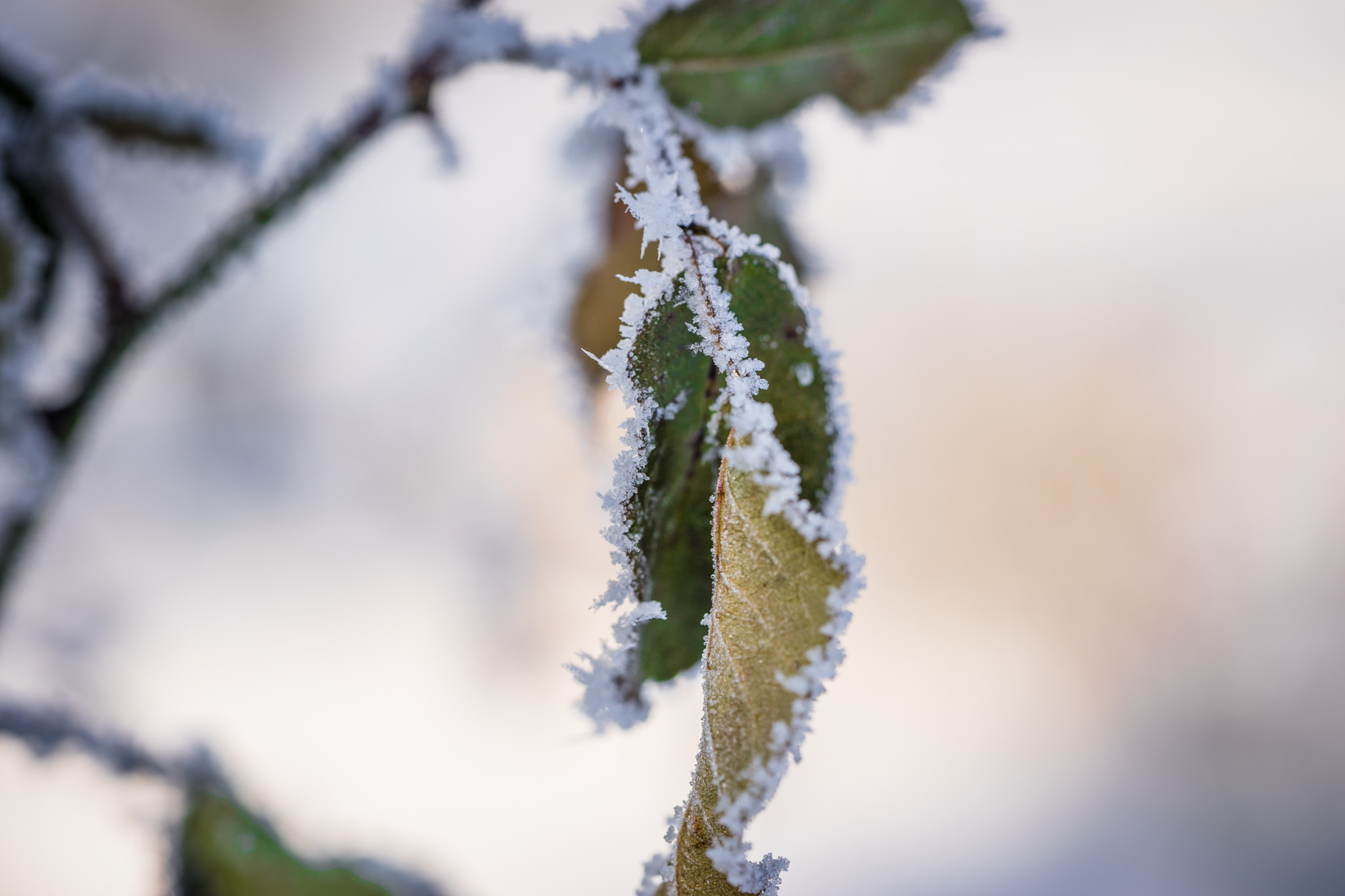 Sony a7 + Sony FE 90mm F2.8 Macro G OSS sample photo. Winter motiv 16 photography