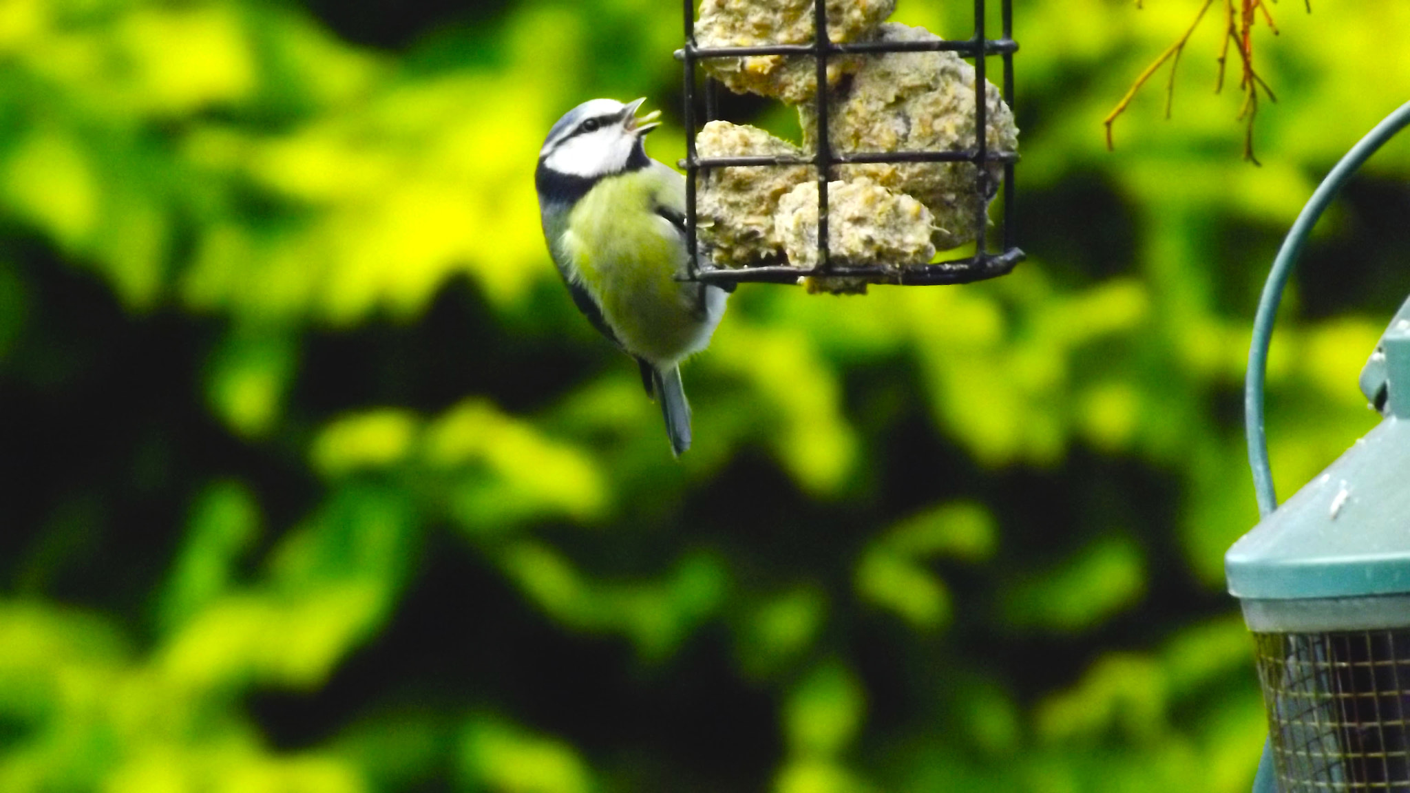 Fujifilm FinePix S4200 sample photo. Feeding blue tit photography