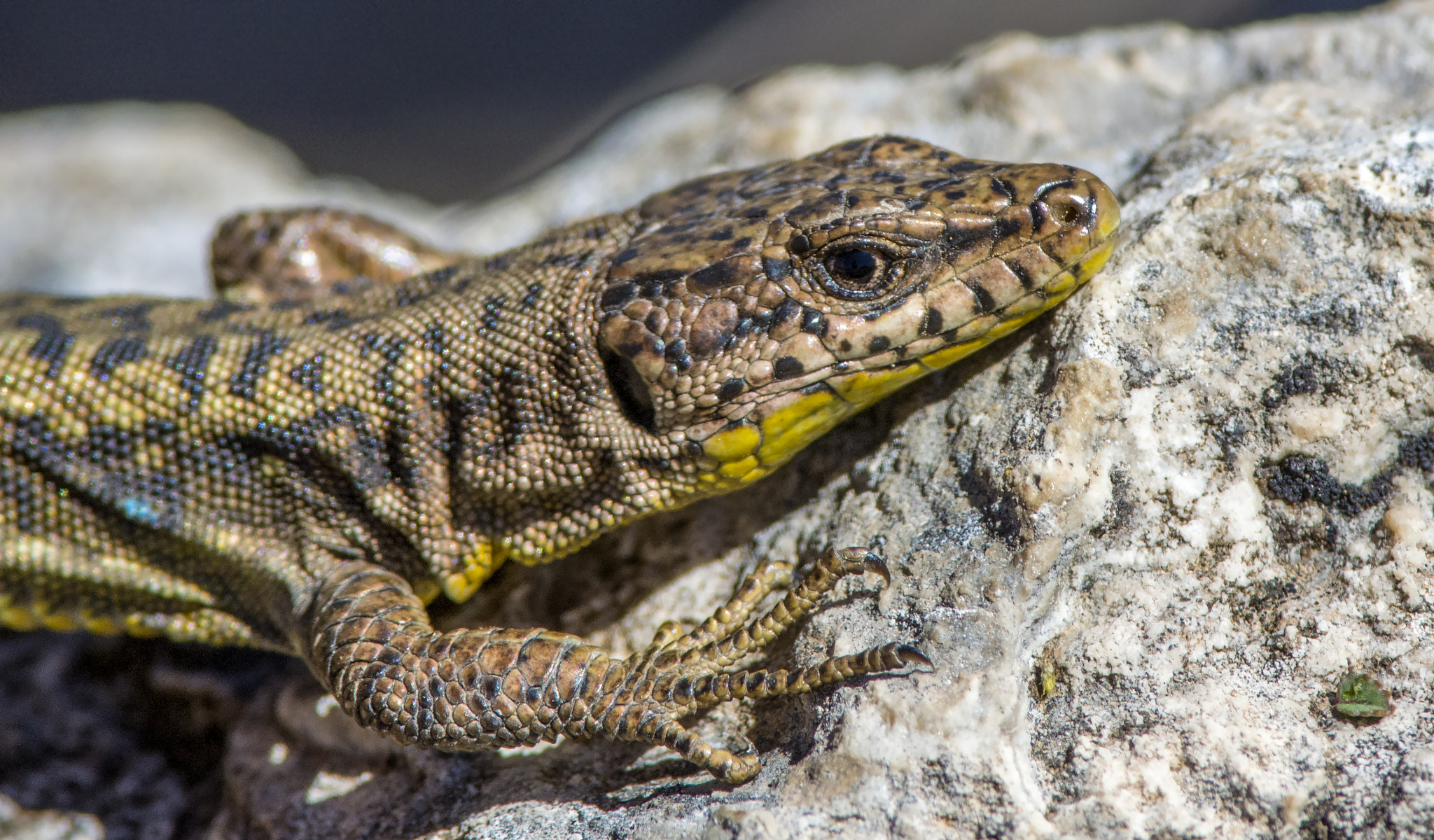 Nikon D7100 + Nikon AF-S Nikkor 300mm F4D ED-IF sample photo. Lizard photography