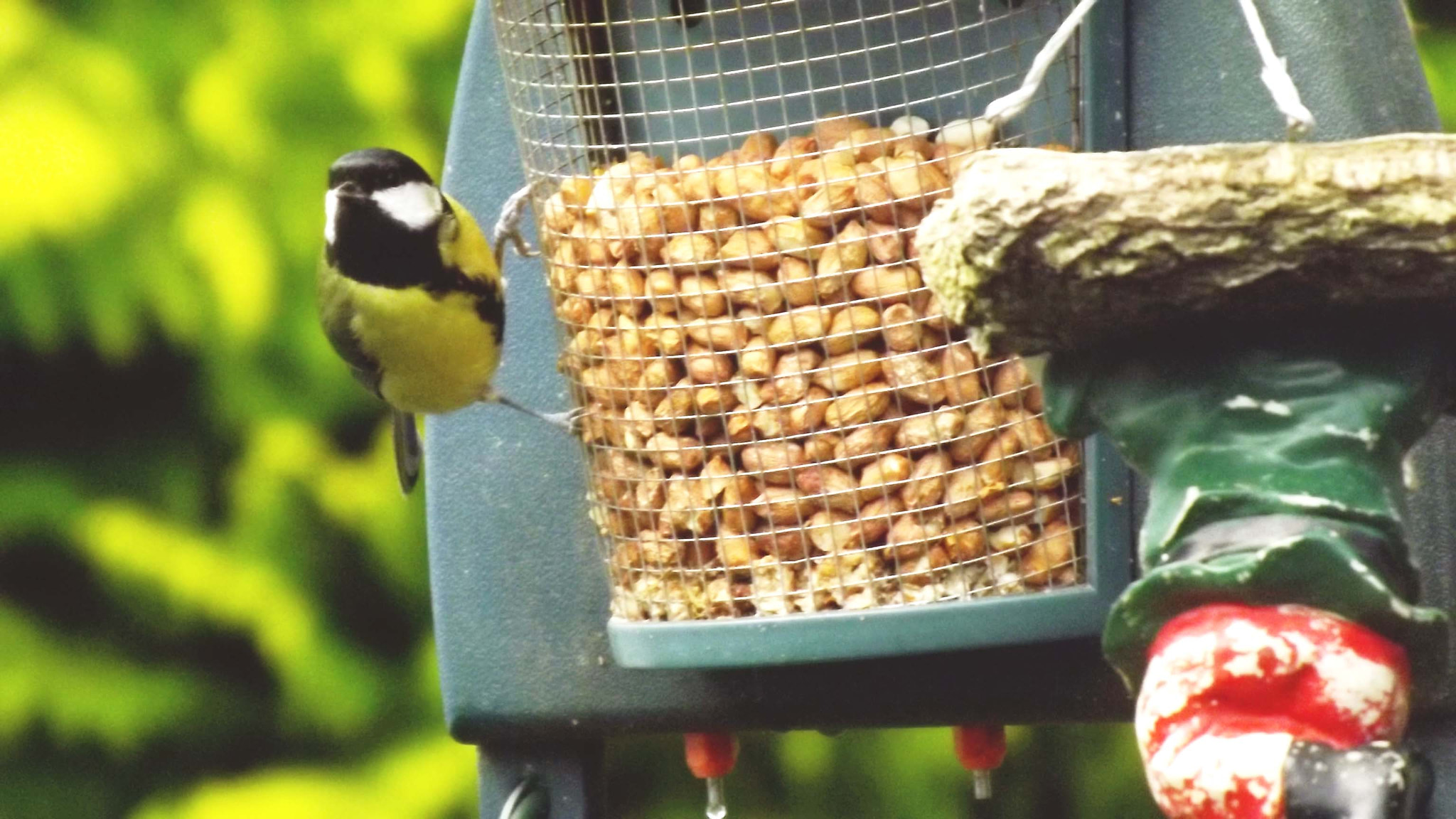 Fujifilm FinePix S4200 sample photo. Great tit photography