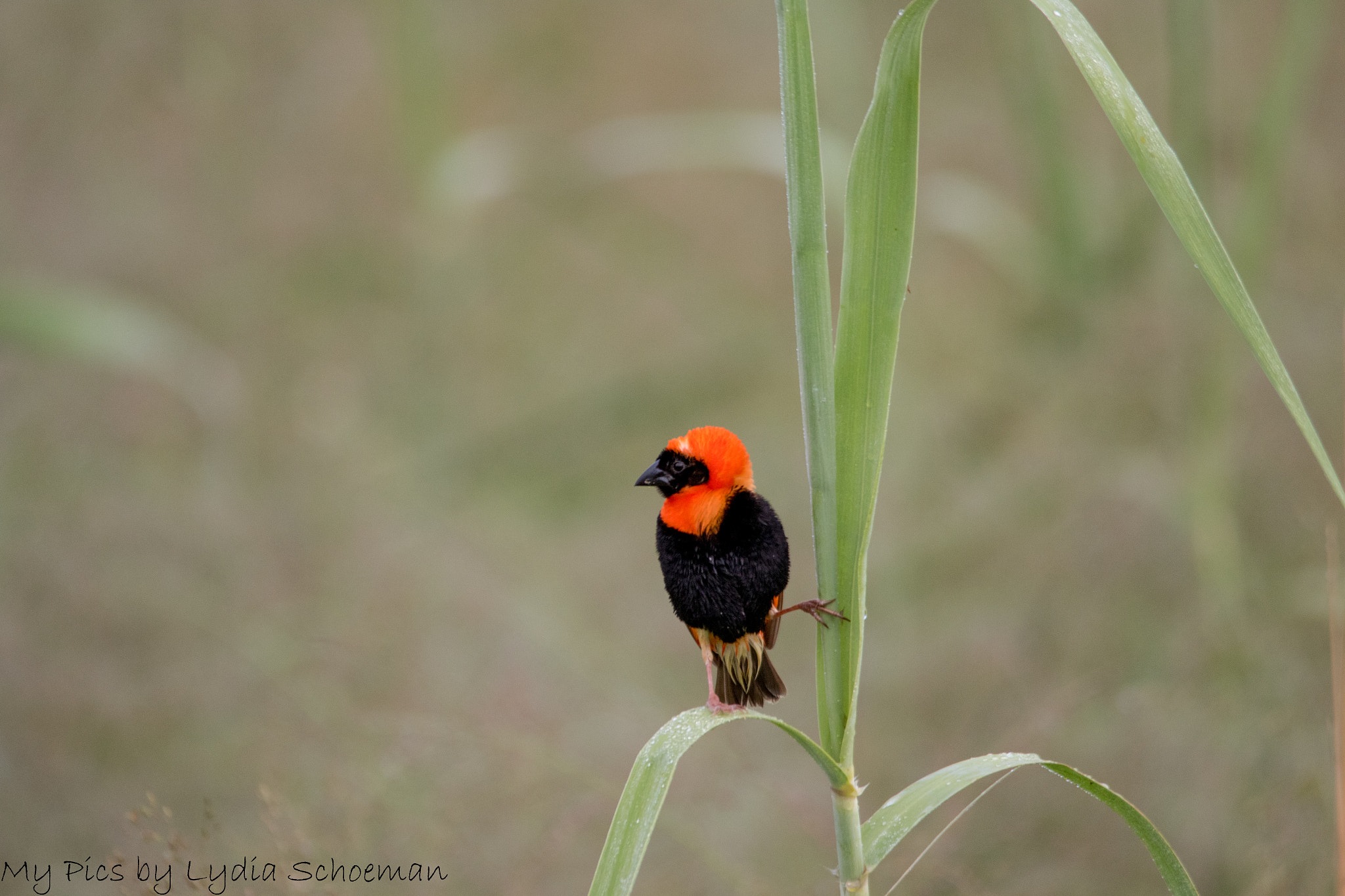 Sigma 150-500mm F5-6.3 DG OS HSM sample photo. Southern red bishop photography