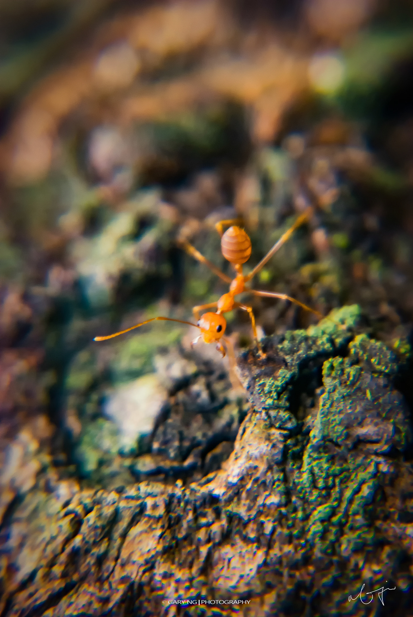 Nikon D80 sample photo. Ant photography