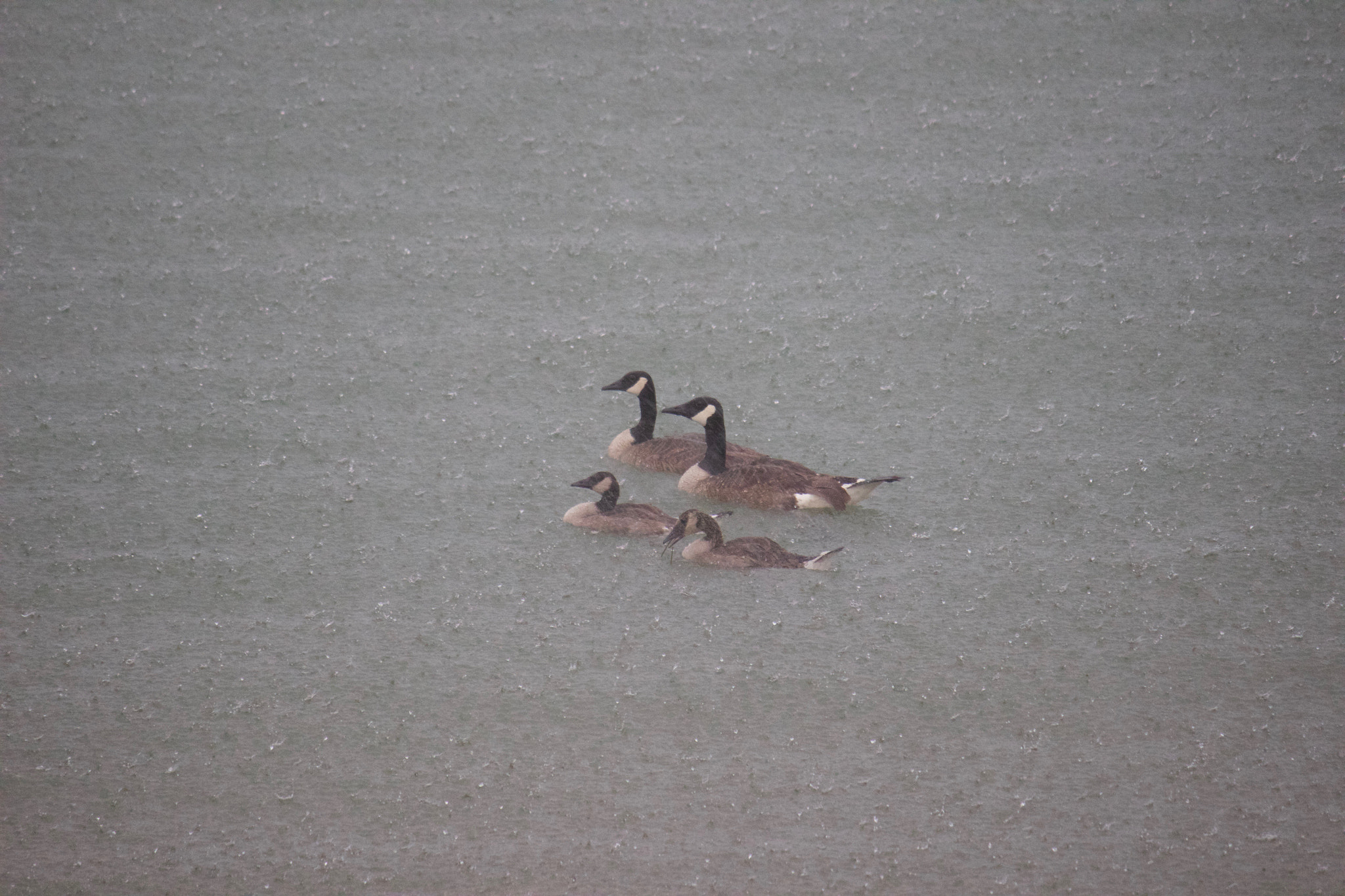 Canon EF-S 55-250mm F4-5.6 IS sample photo. Family of four photography