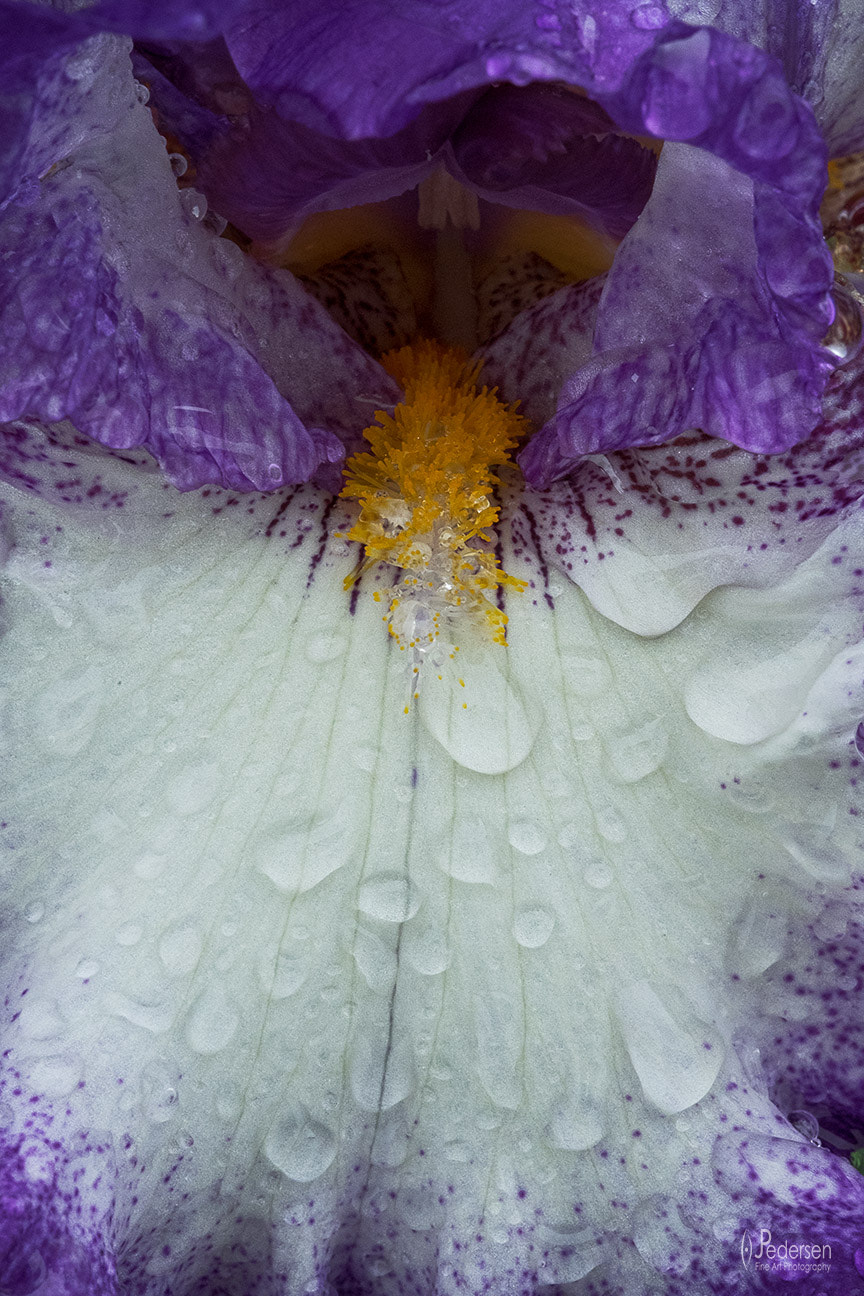 Fujifilm X-T1 + Fujifilm XF 60mm F2.4 R Macro sample photo. Fresh iris photography
