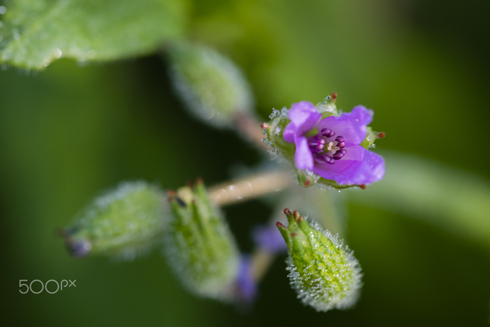 Nikon D3300 + Sigma 150mm F2.8 EX DG Macro HSM sample photo. Little purple flower photography