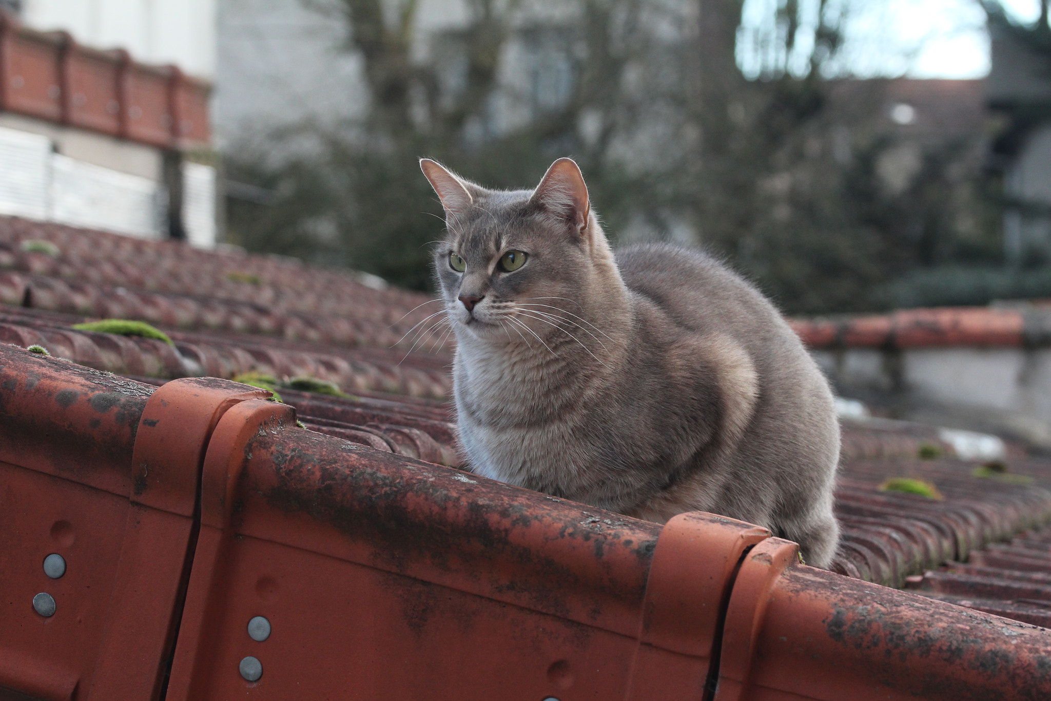 Canon EF-S 60mm F2.8 Macro USM sample photo. Img photography
