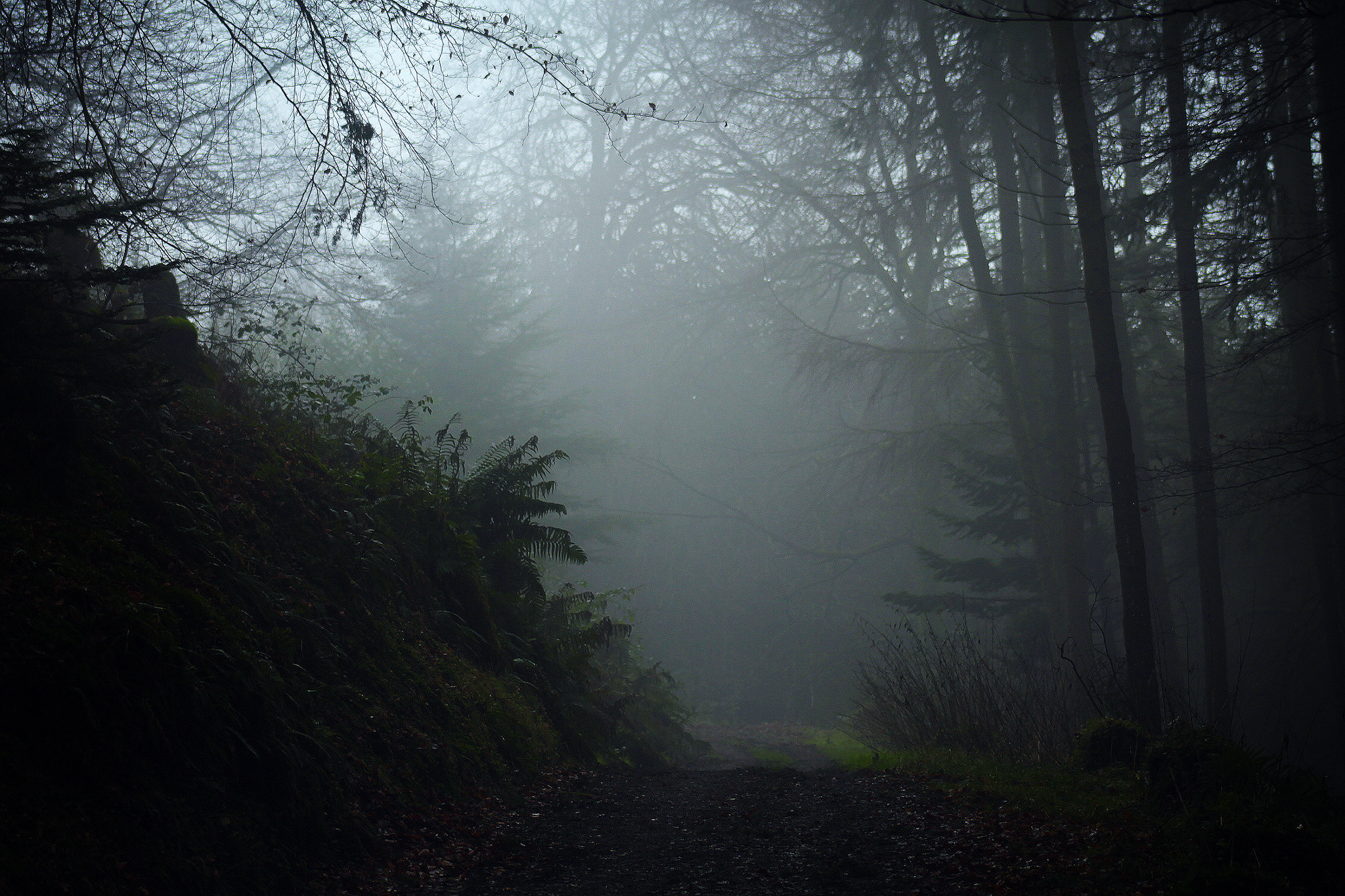 Canon EF 75-300mm f/4-5.6 USM sample photo. Foggy path photography