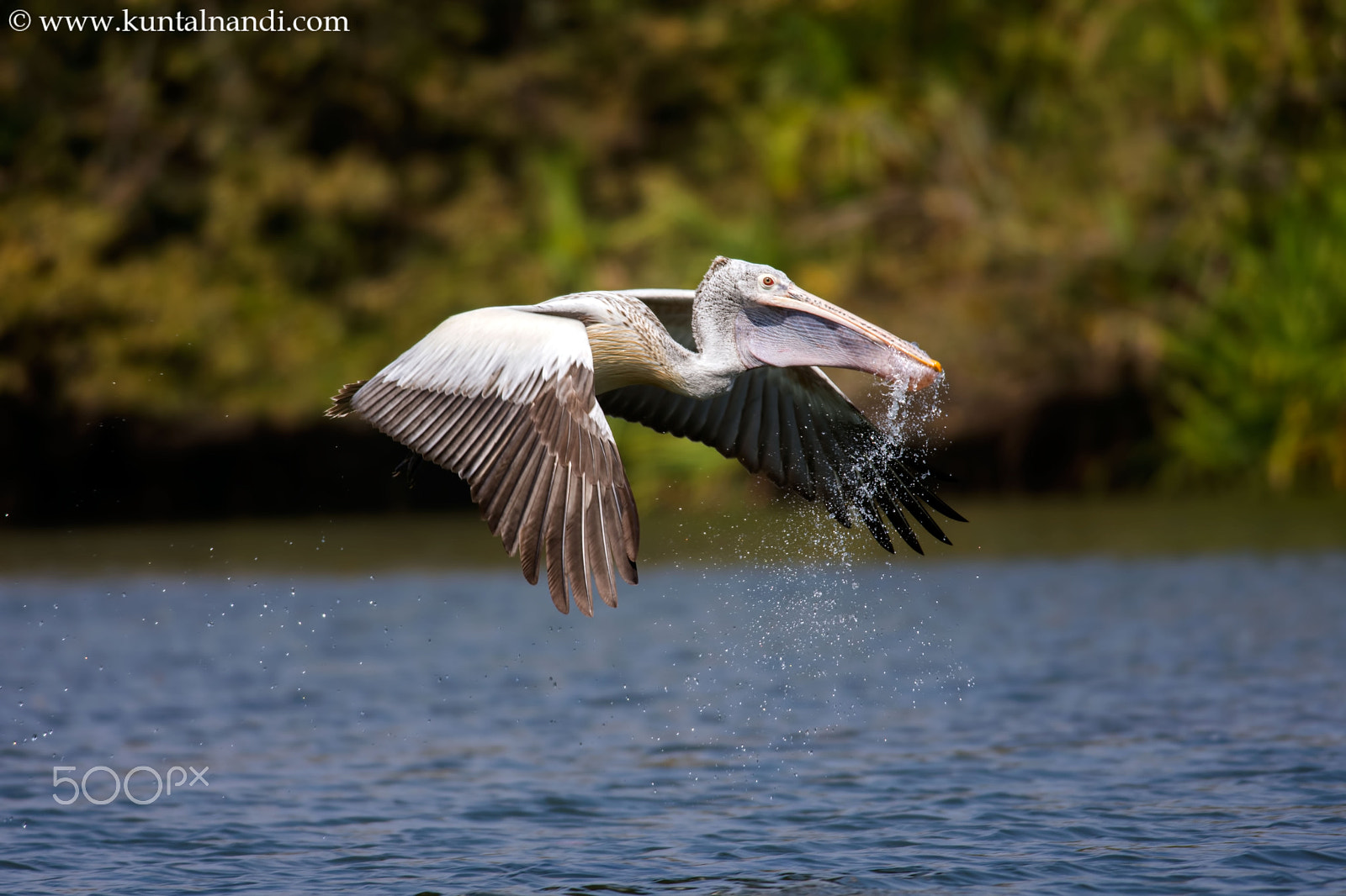 Nikon D7200 + Nikon AF-S Nikkor 300mm F4D ED-IF sample photo. Spot billed pelican photography