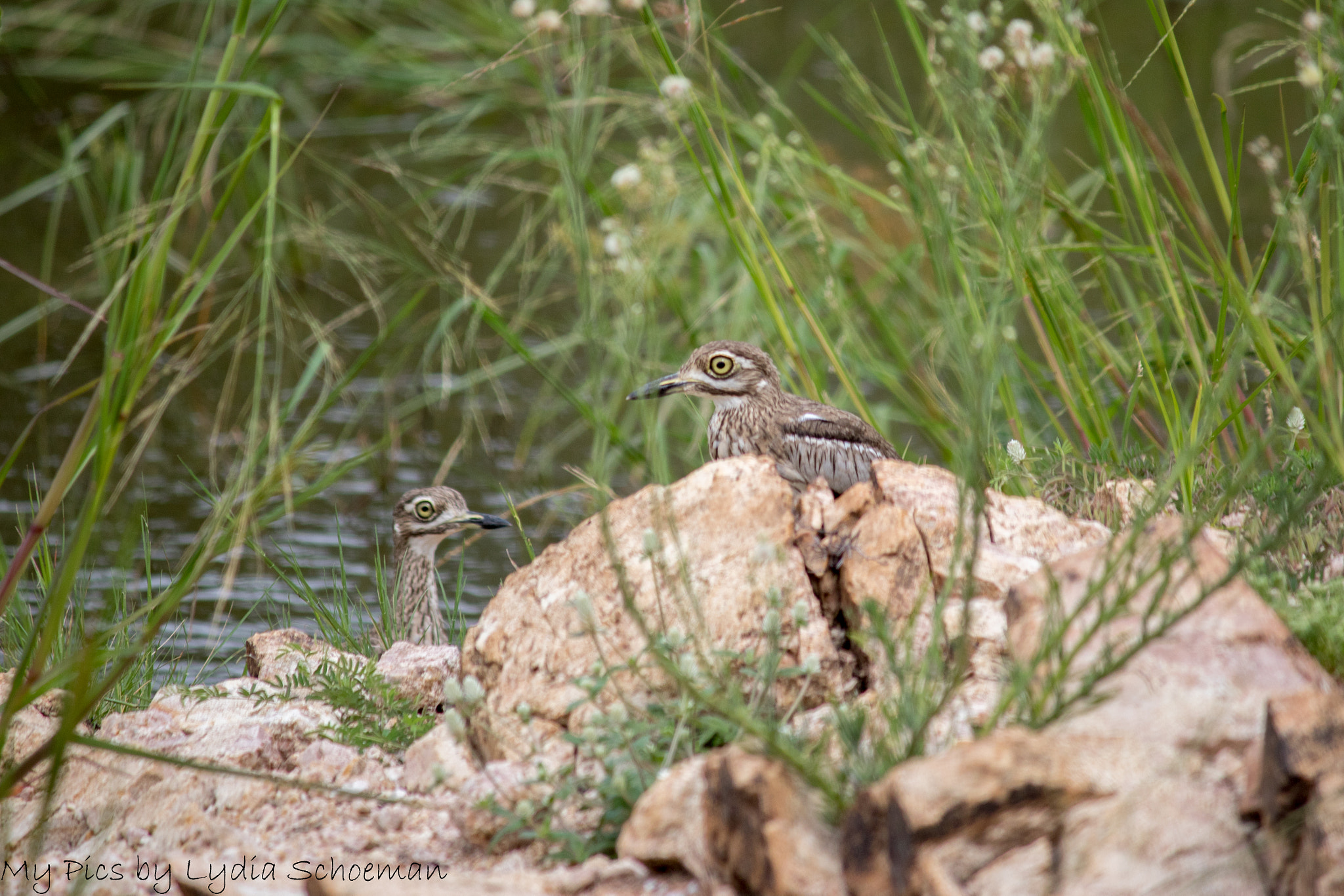 Canon EF-S 55-250mm F4-5.6 IS II sample photo. Water thick knee photography