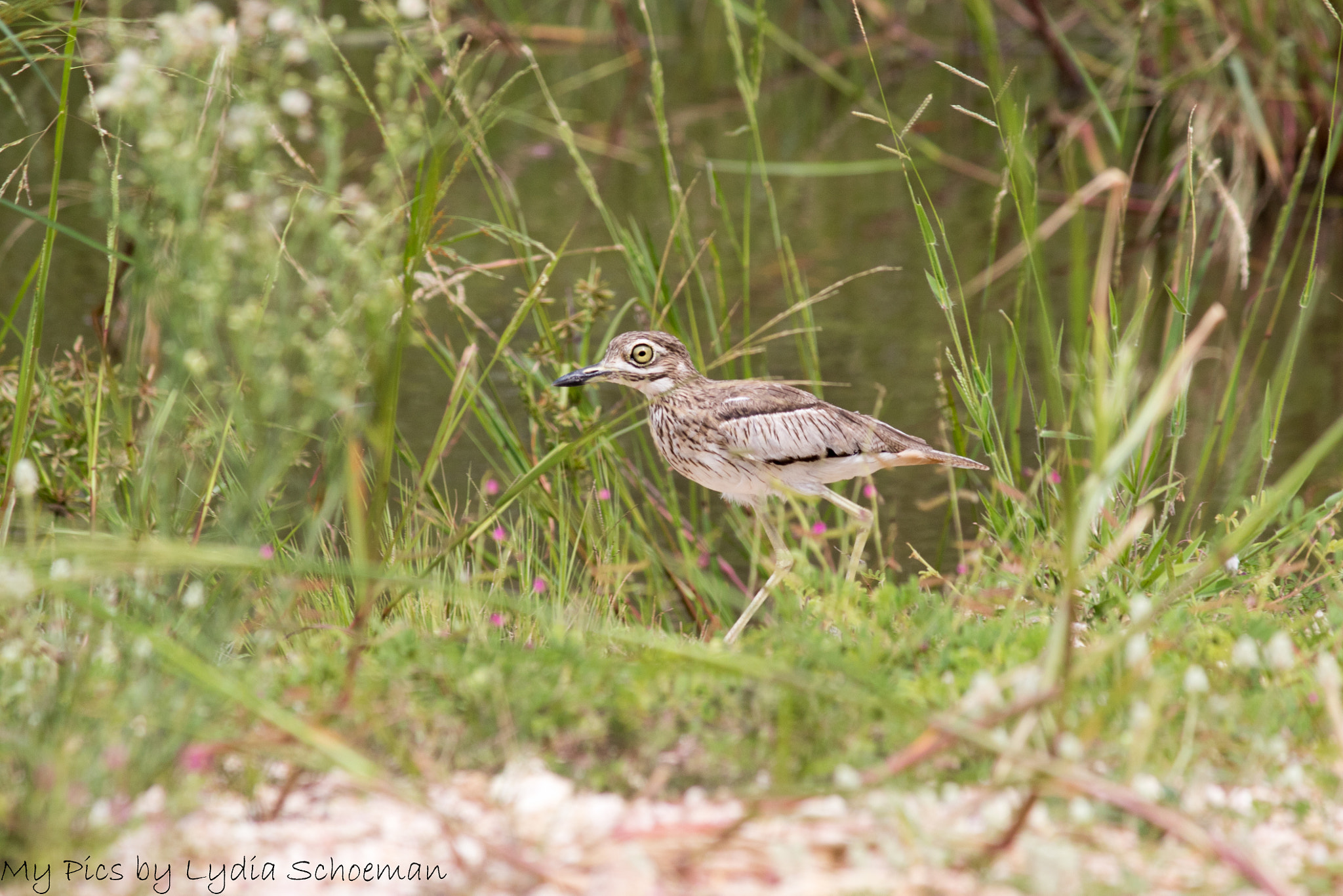 Canon EF-S 55-250mm F4-5.6 IS II sample photo. Water thick knee photography