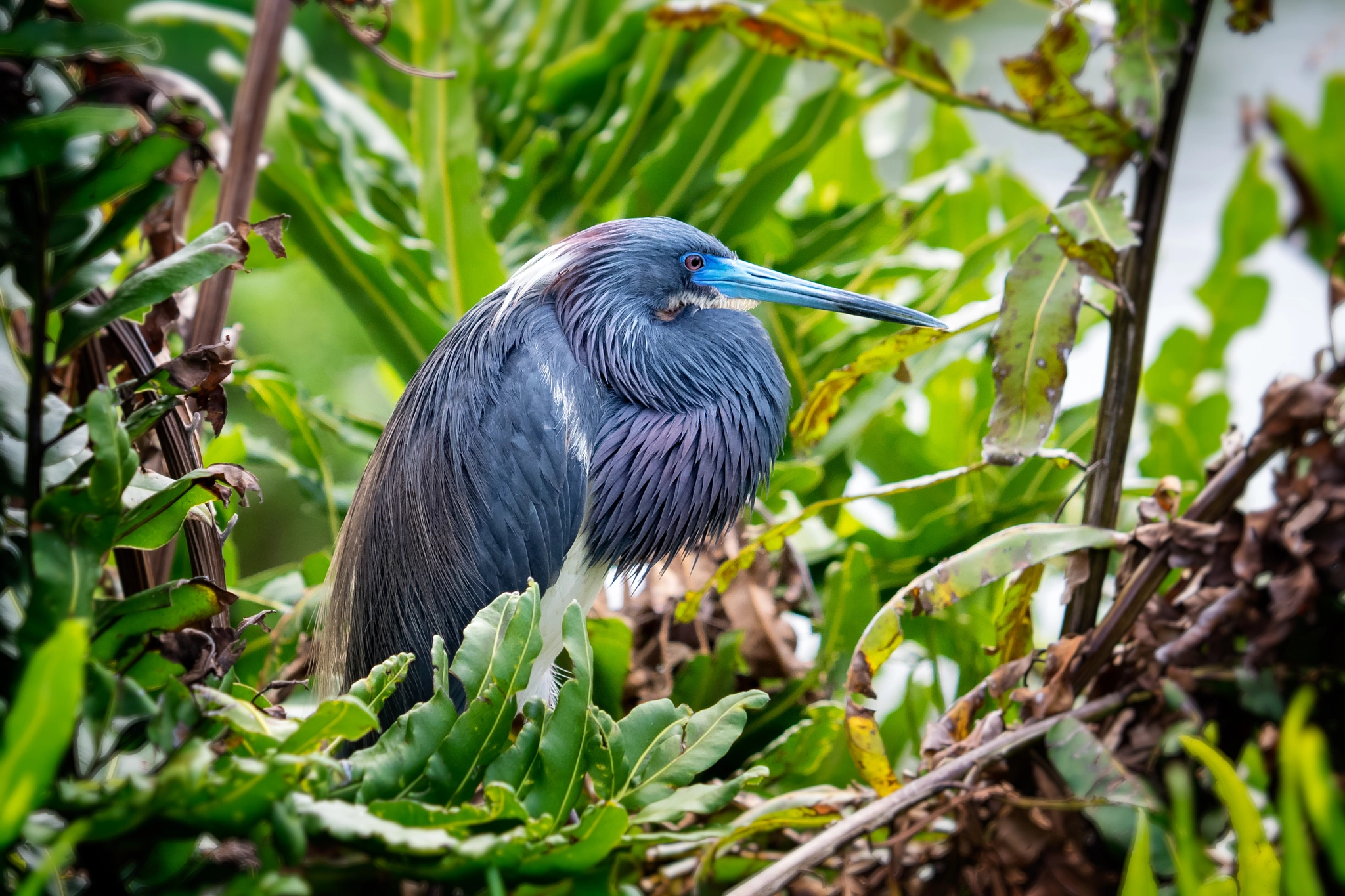 Olympus OM-D E-M1 sample photo. Tri-colored heron (egretta tricolor) photography