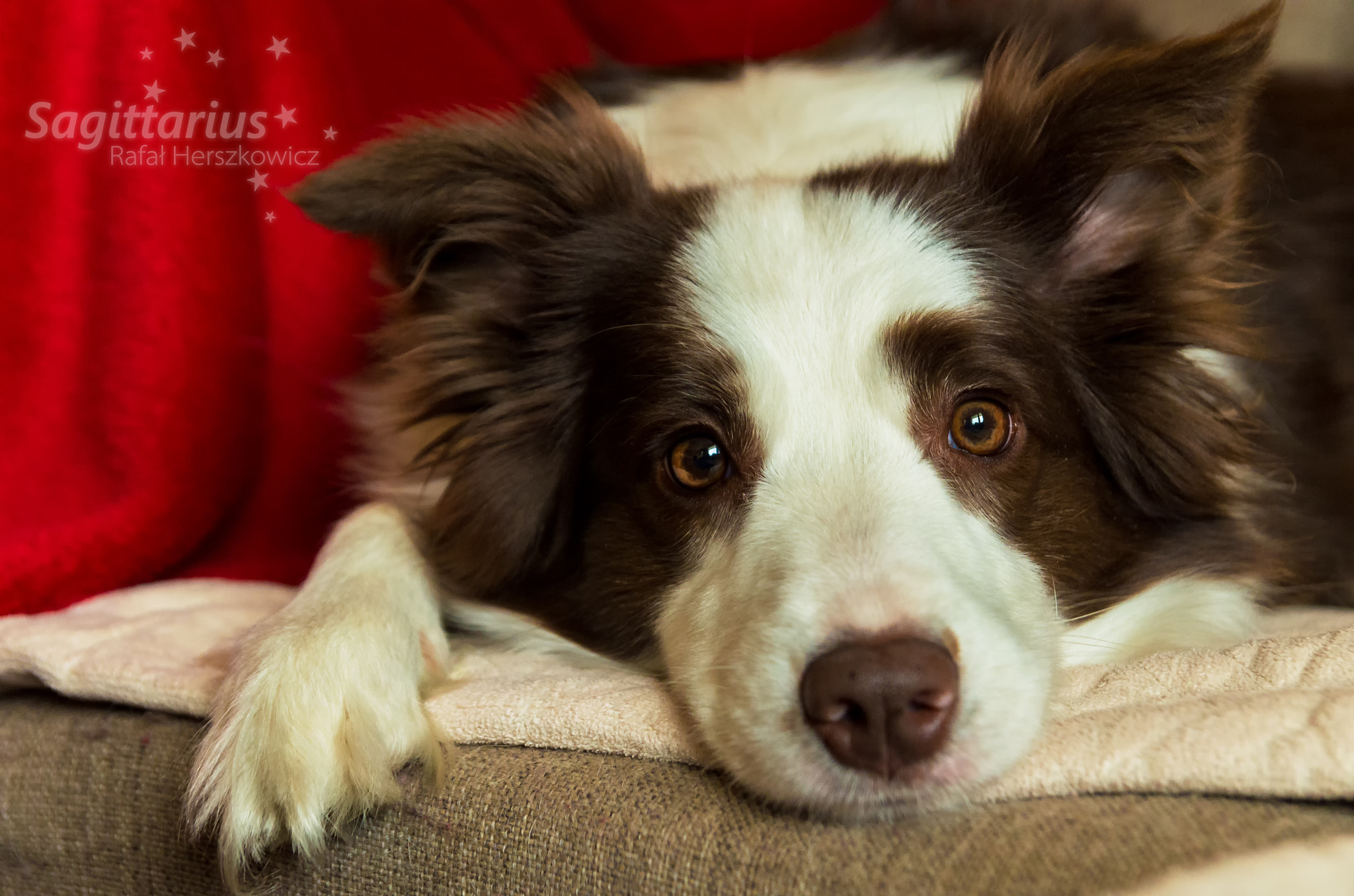 Pentax K-30 sample photo. Sundays afternoon naps (36/365) photography