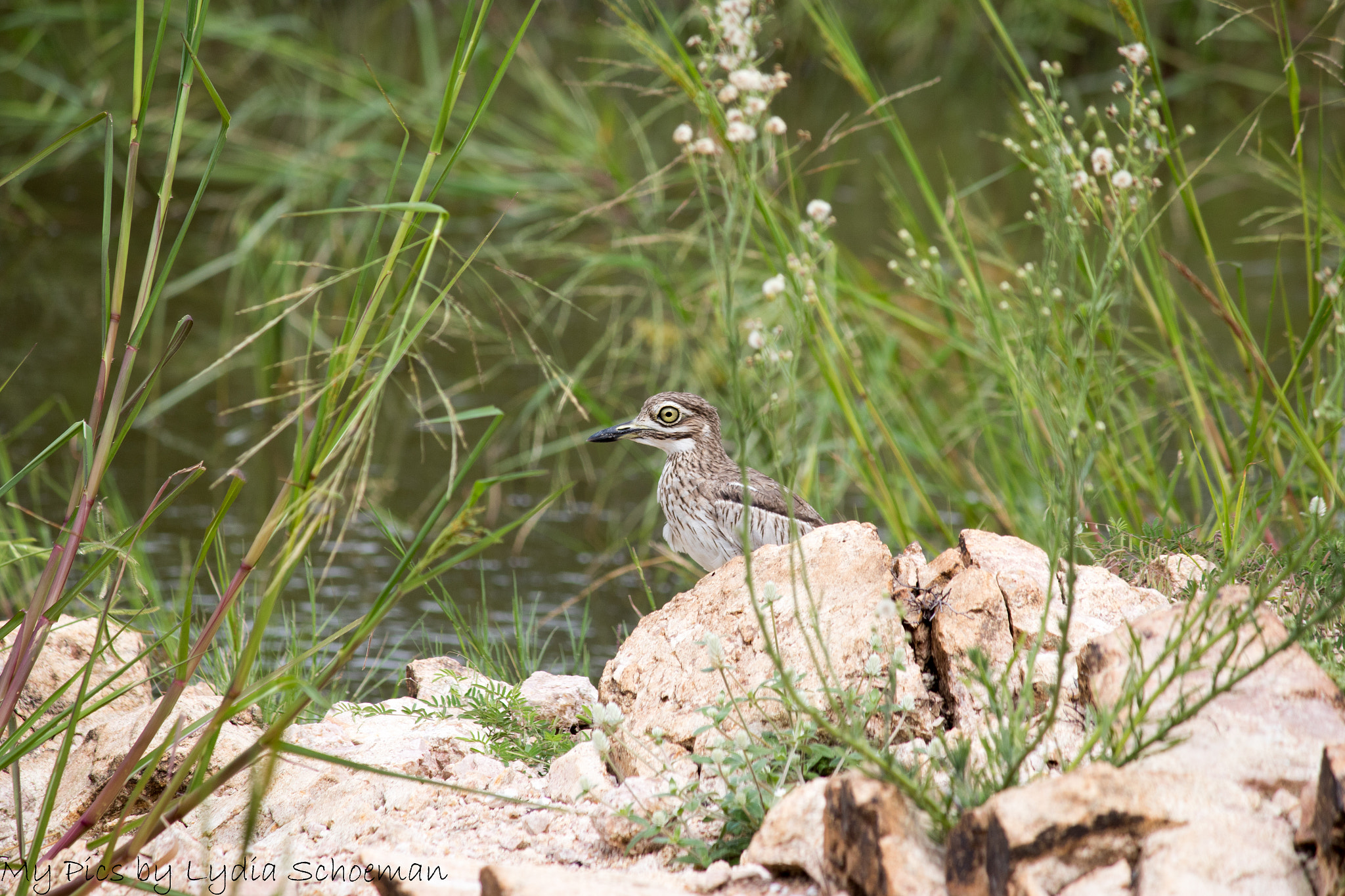 Canon EF-S 55-250mm F4-5.6 IS II sample photo. Water thick knee photography