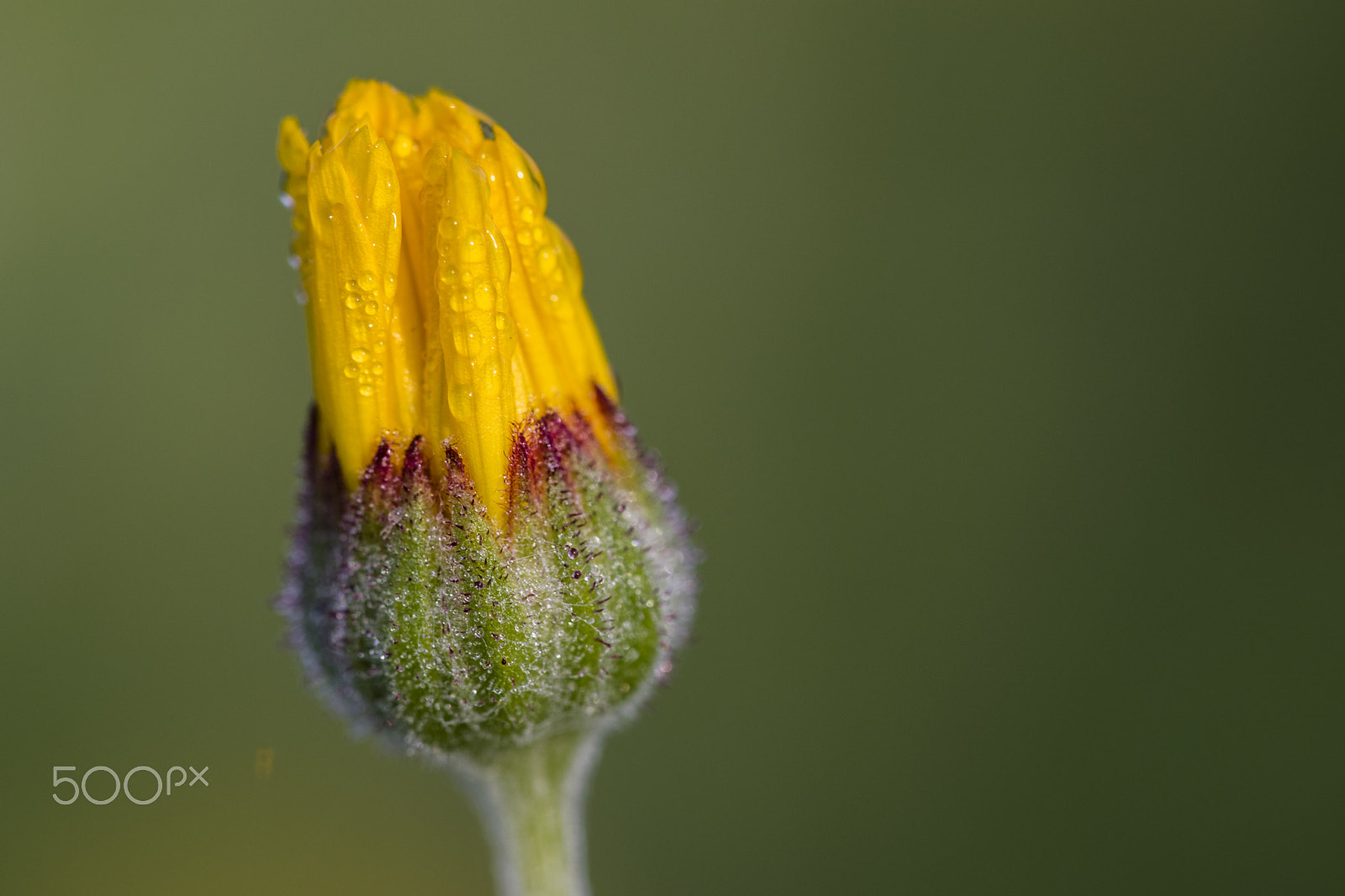 Nikon D3300 + Sigma 150mm F2.8 EX DG Macro HSM sample photo. Meadow lifes photography