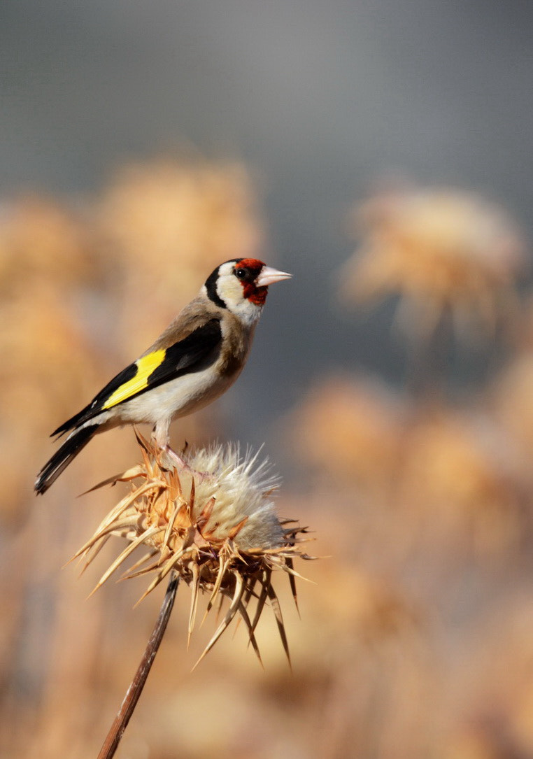 Sigma 150-600mm F5-6.3 DG OS HSM | S sample photo. Jilguero photography