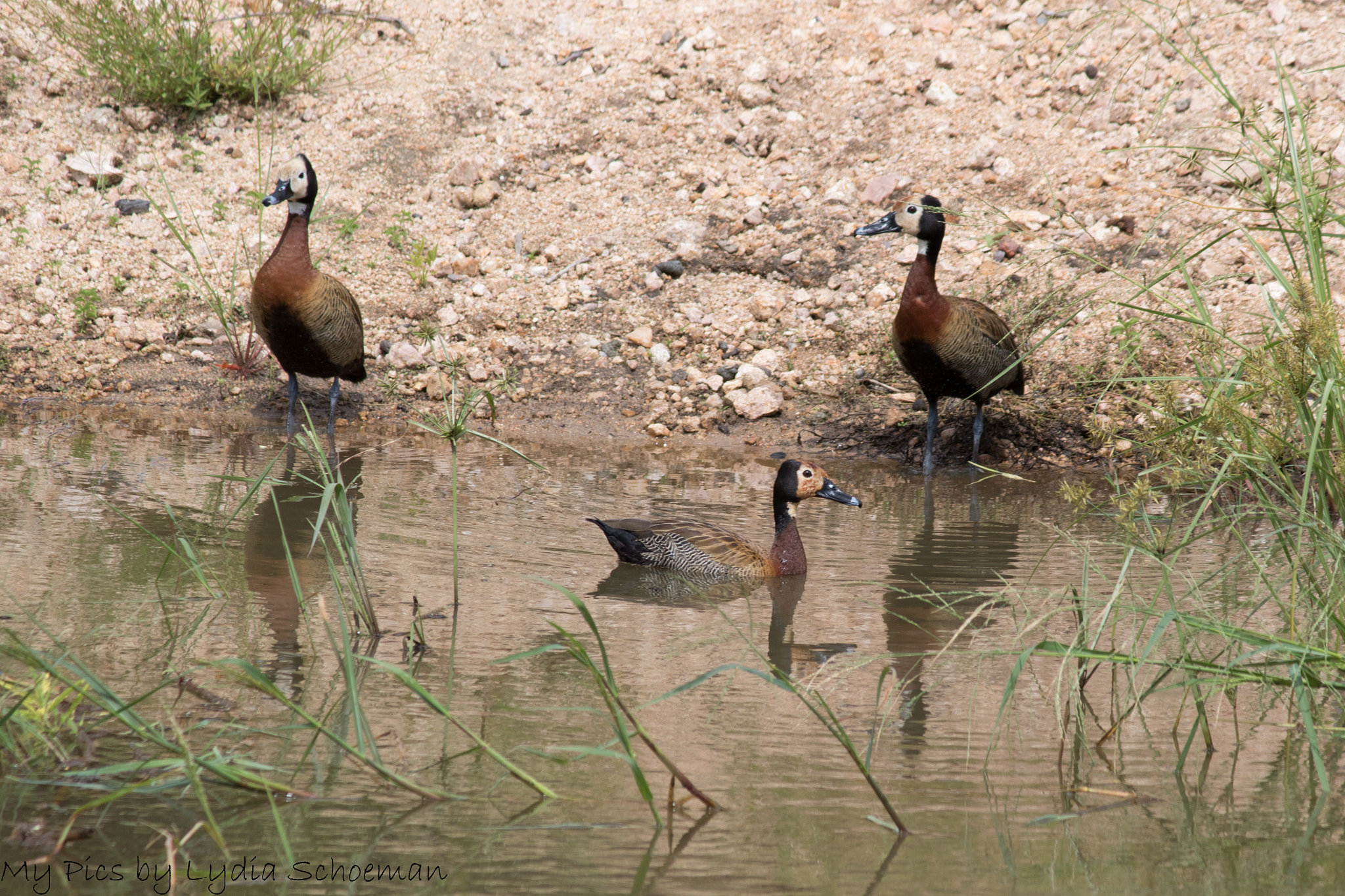 Canon EF-S 55-250mm F4-5.6 IS II sample photo. White faced whistling duck photography