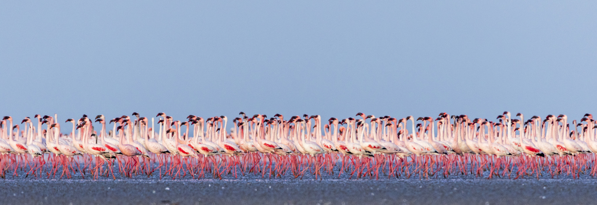 Sigma 150-600mm F5-6.3 DG OS HSM | C sample photo. Lesser flamingo congregation photography
