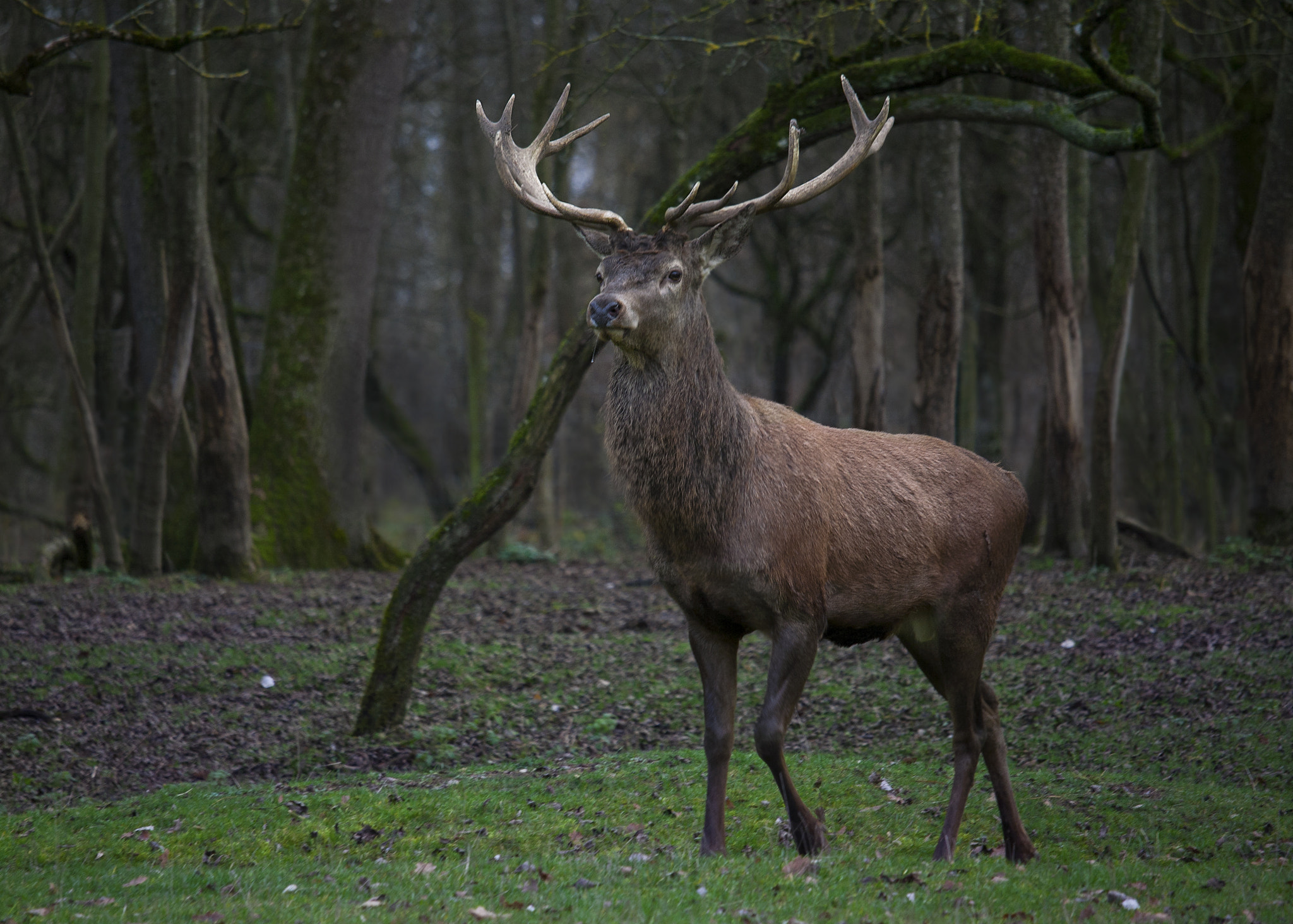 Canon EF-S 55-250mm F4-5.6 IS STM sample photo. Stag photography