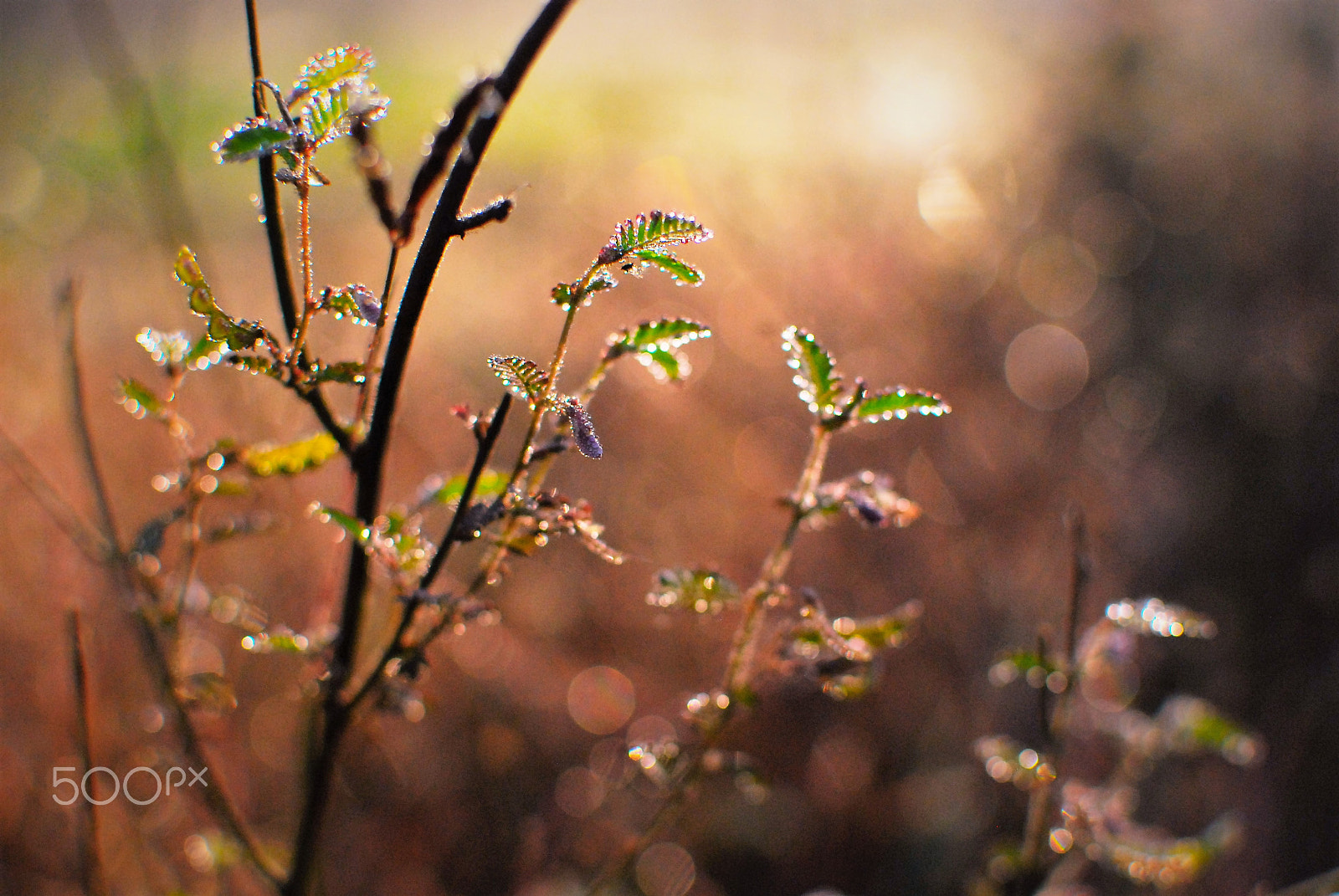 Nikon D80 + Nikon AF-S DX Nikkor 35mm F1.8G sample photo. Morning colours photography