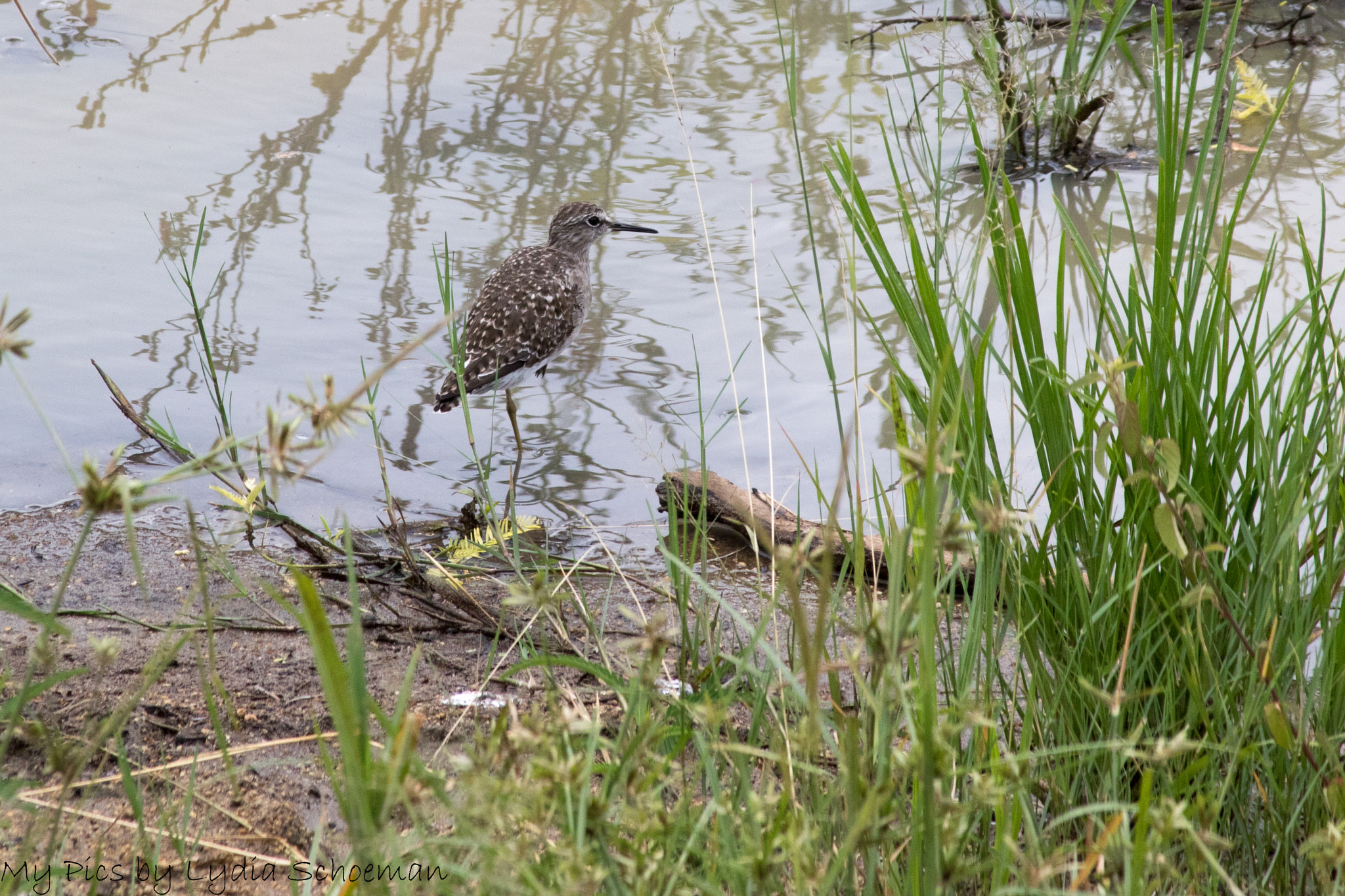 Canon EOS 7D Mark II + Canon EF-S 55-250mm F4-5.6 IS II sample photo. Wood sandpiper photography