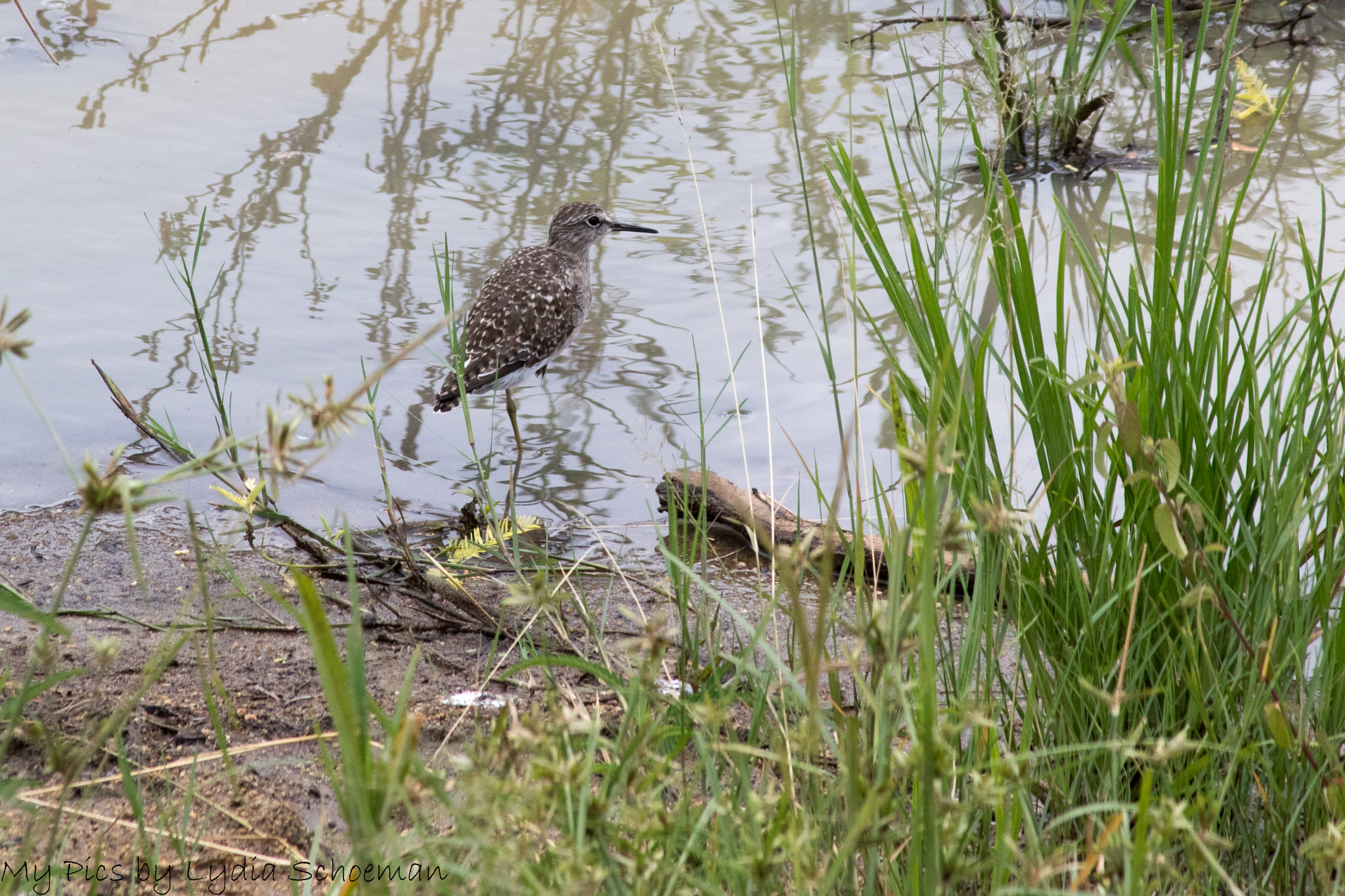 Canon EF-S 55-250mm F4-5.6 IS II sample photo. Wood sandpiper photography