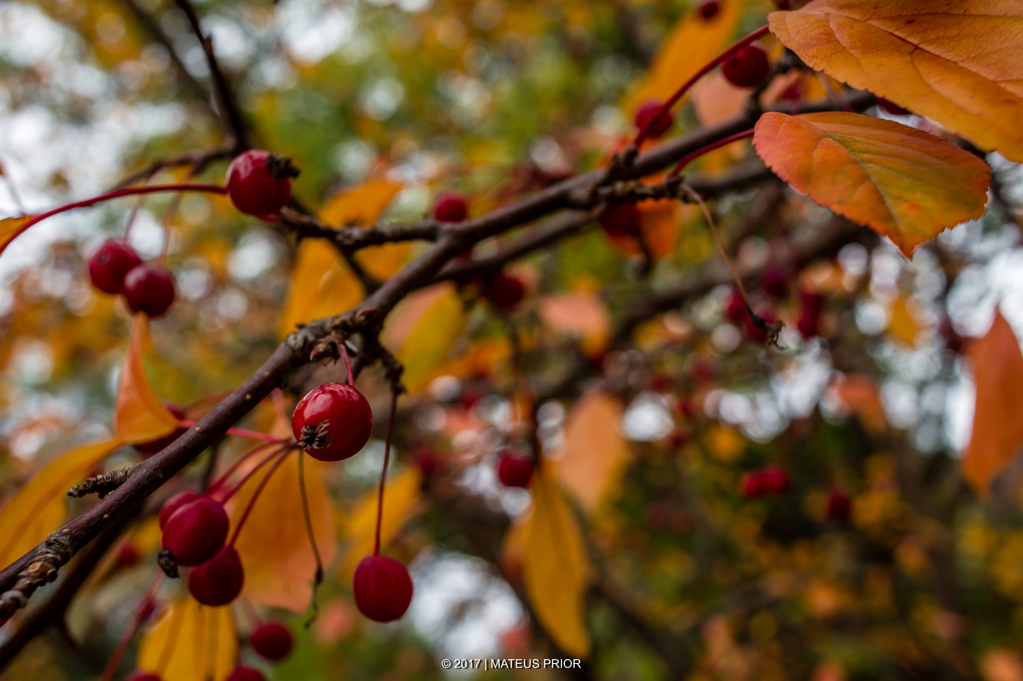 Canon EOS 7D + Canon EF-S 24mm F2.8 STM sample photo