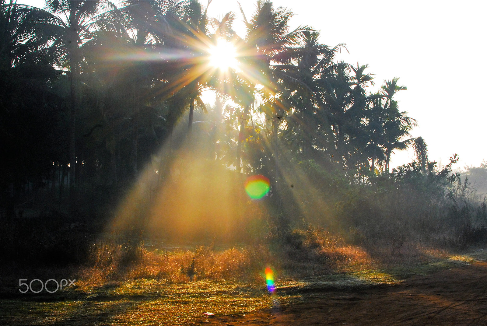 Nikon D80 sample photo. Morning colours photography