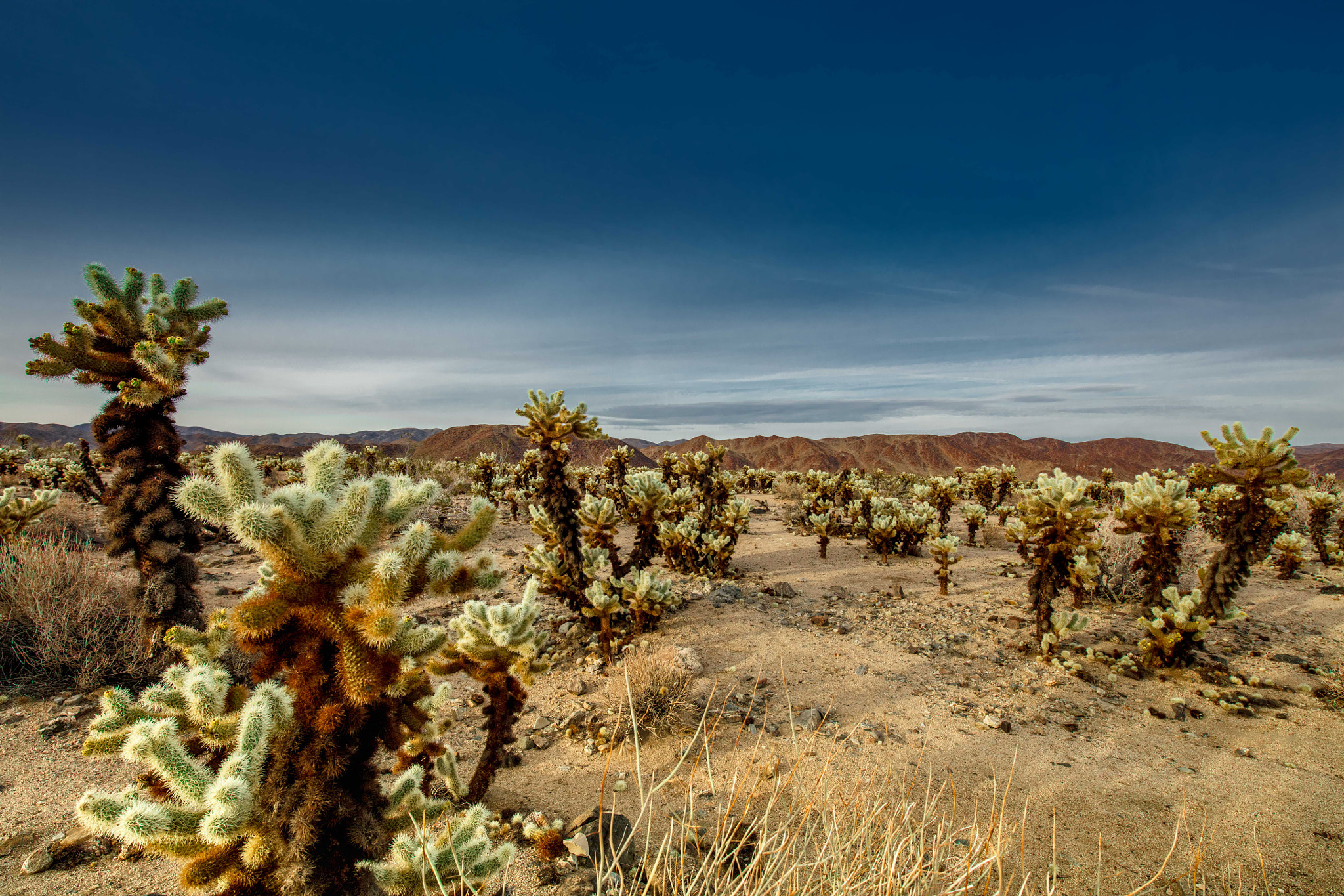 Canon EOS 5DS + Canon EF 300mm f/2.8L sample photo. The cholla garden photography